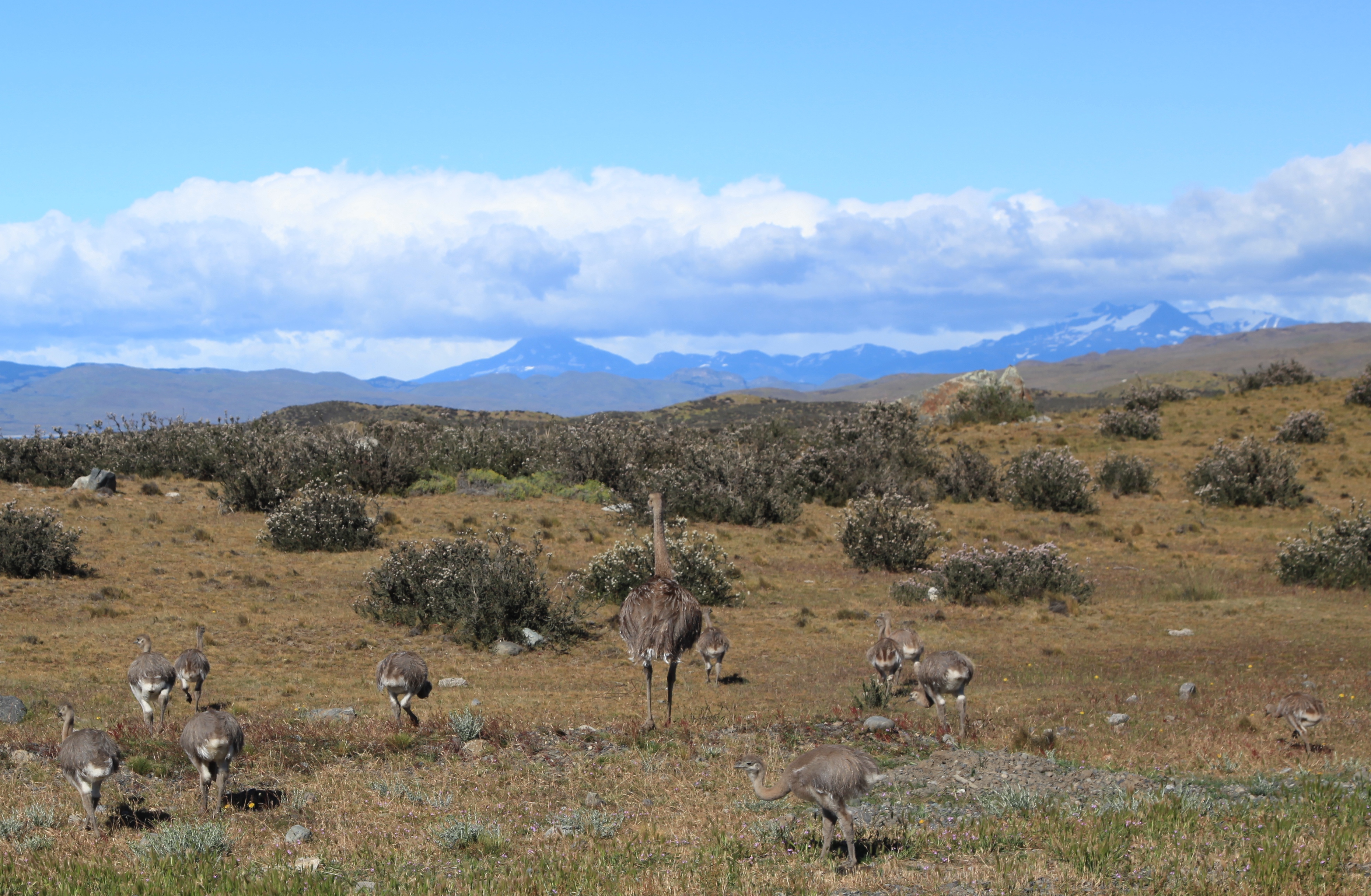 Several Darwin's rheas walking across open grassland near Torres del Paine.