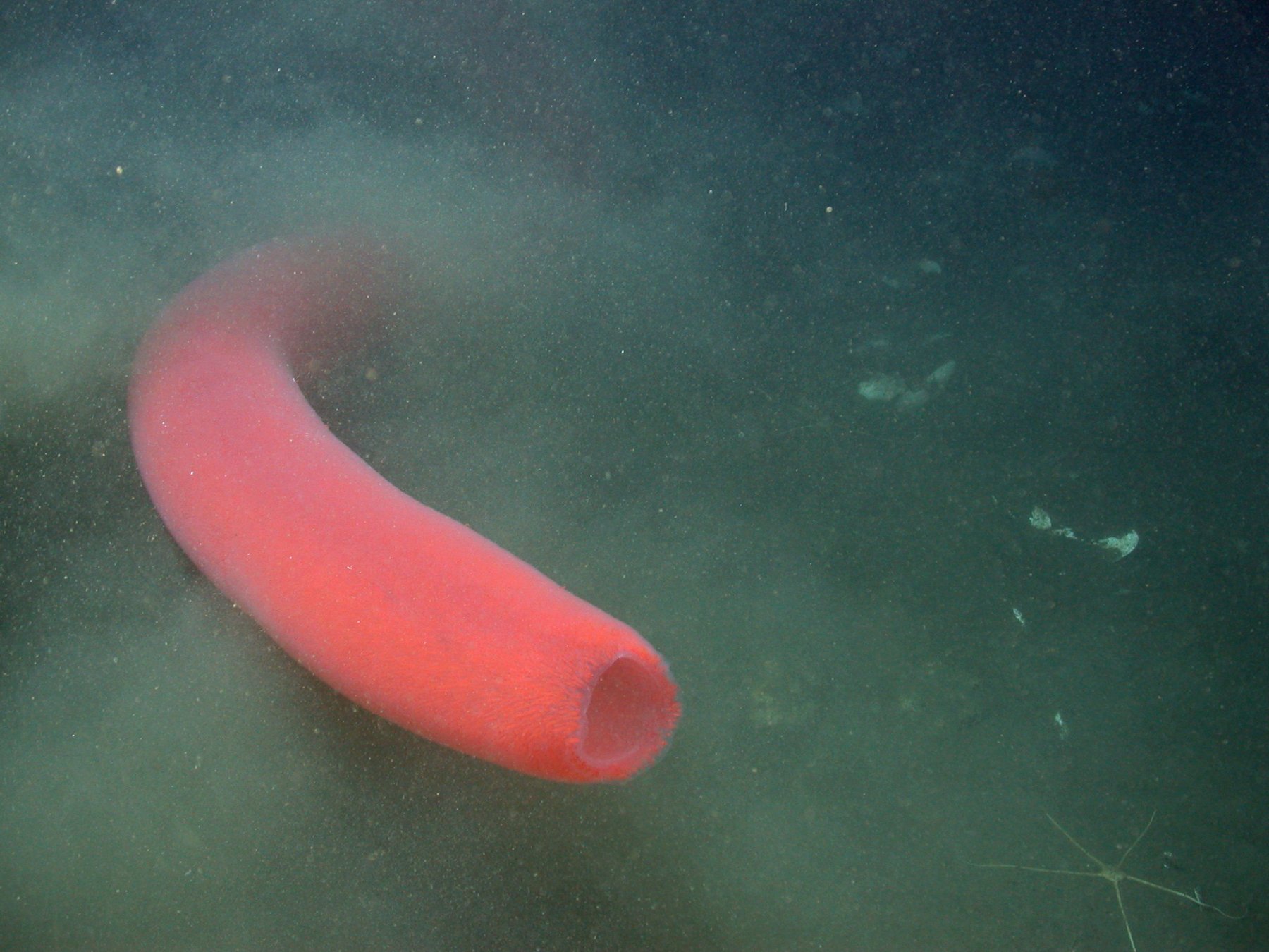 A glowing, tube-shaped colonial pyrosome drifting in dark water, lit by a research vehicle's lights.