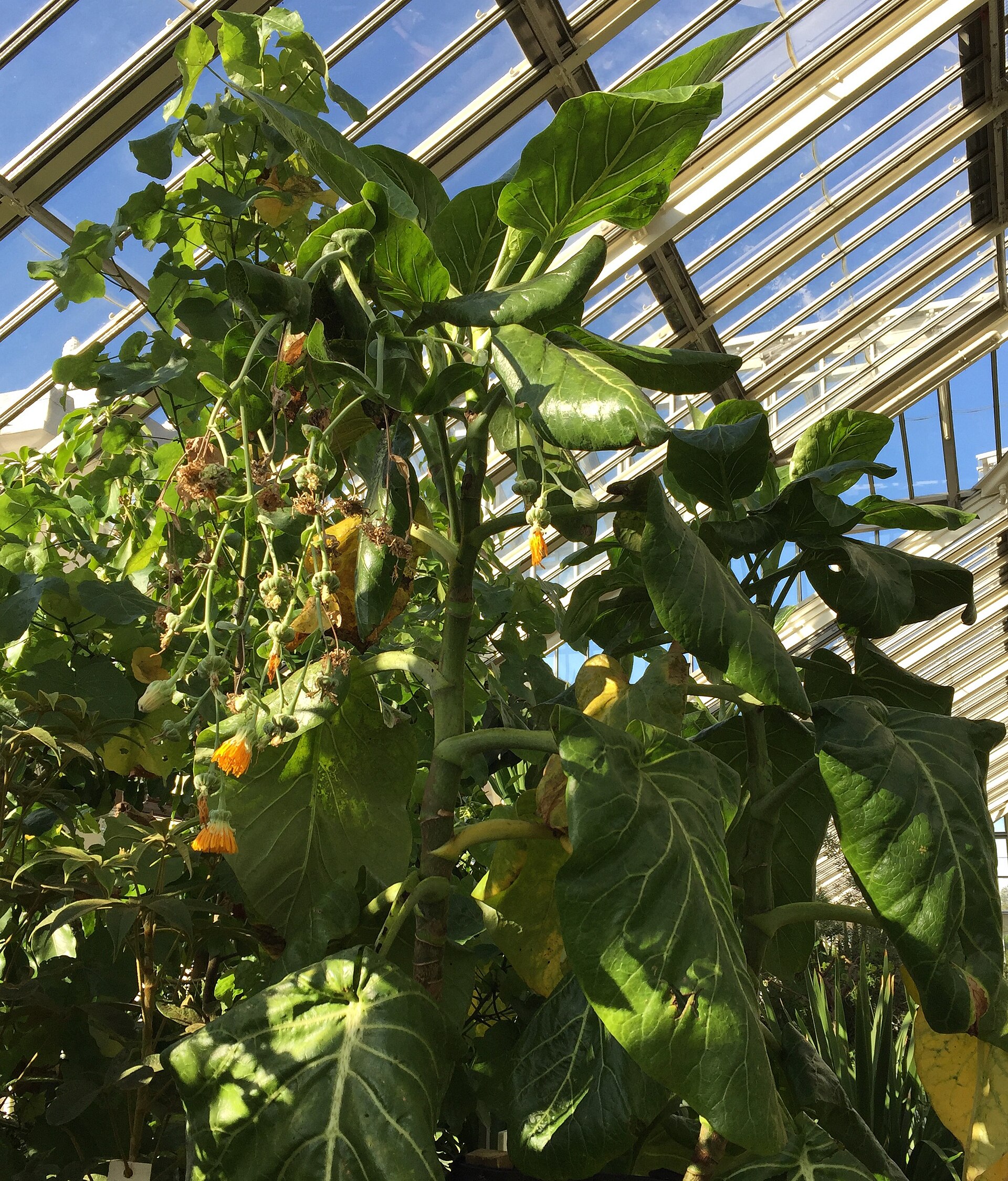 Dendroseris litoralis flowering in cultivation at Kew Gardens.