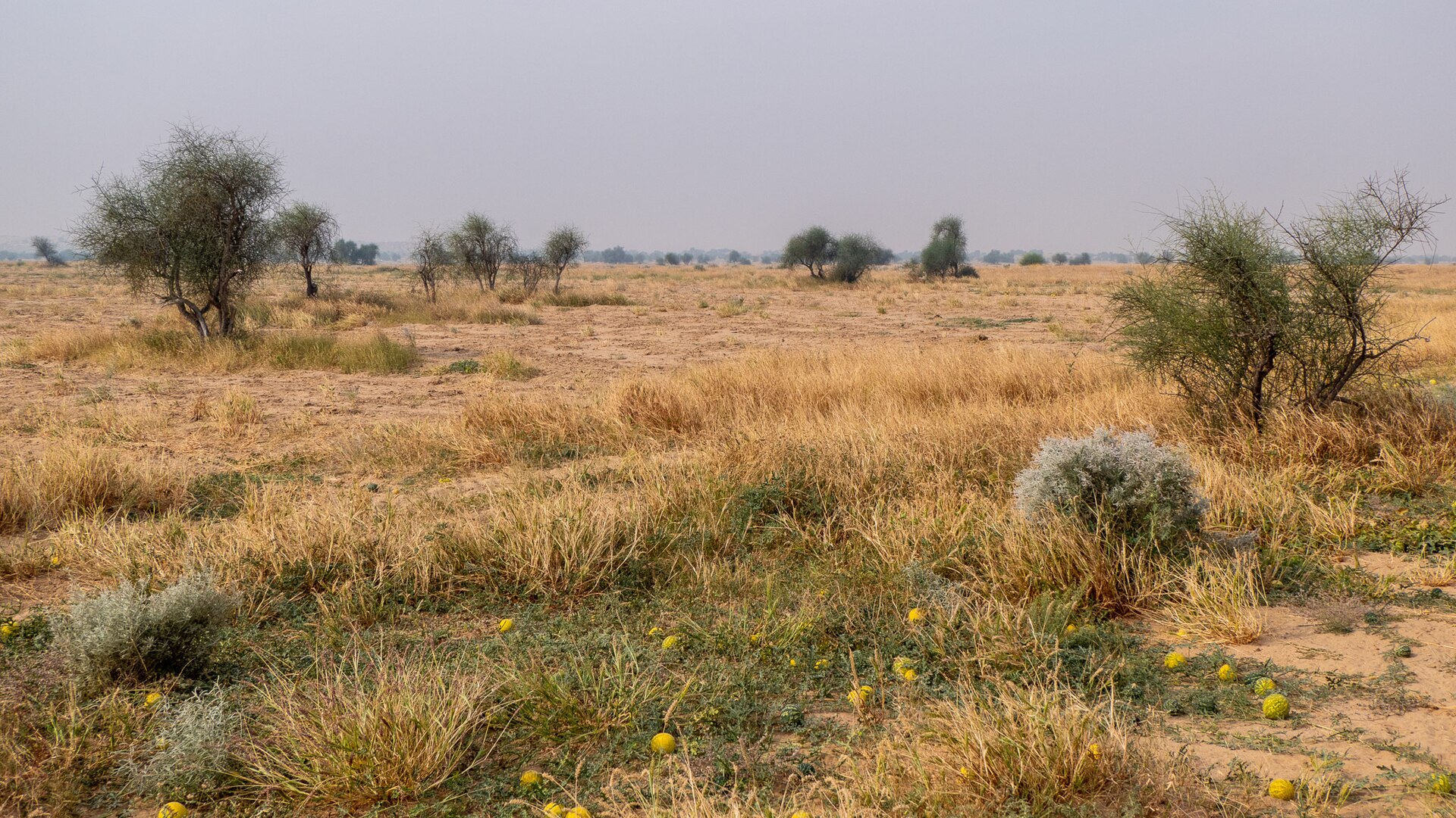 Flat, golden desert grassland dotted with low trees under a pale sky.