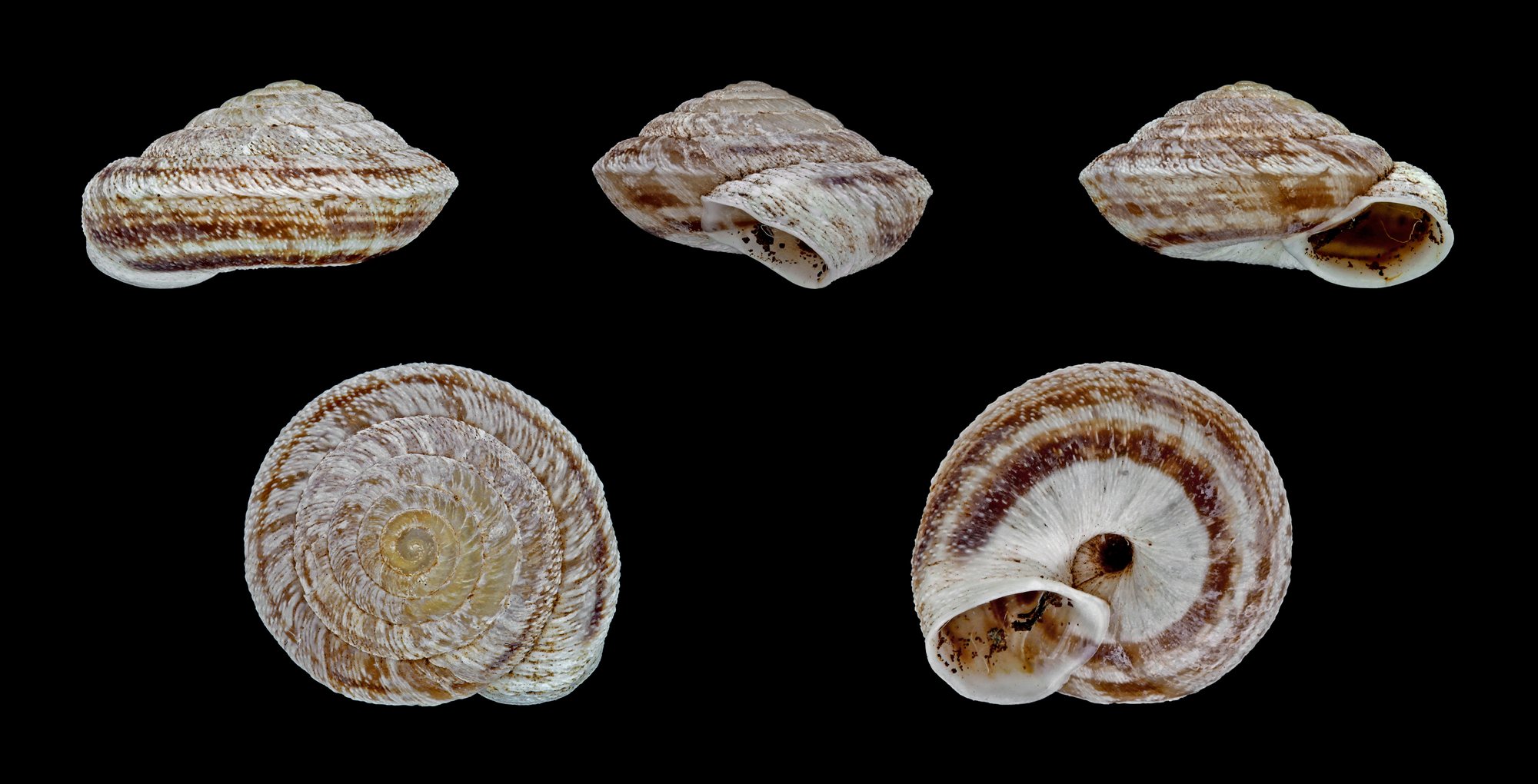 Shell of a related Discula land snail from Madeira.