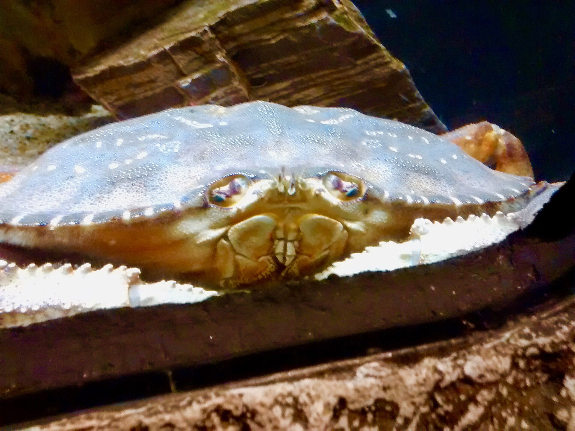A close-up of a reddish-brown Dungeness crab, showing its eyes, mouthparts and claws.