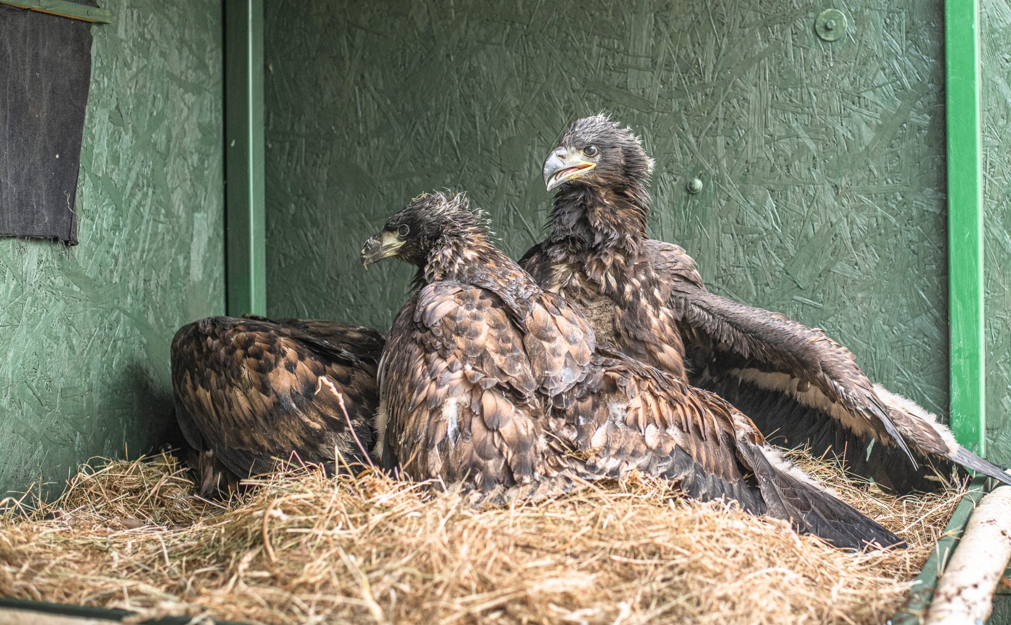 Two juvenile white-tailed eagles in a rearing pen.