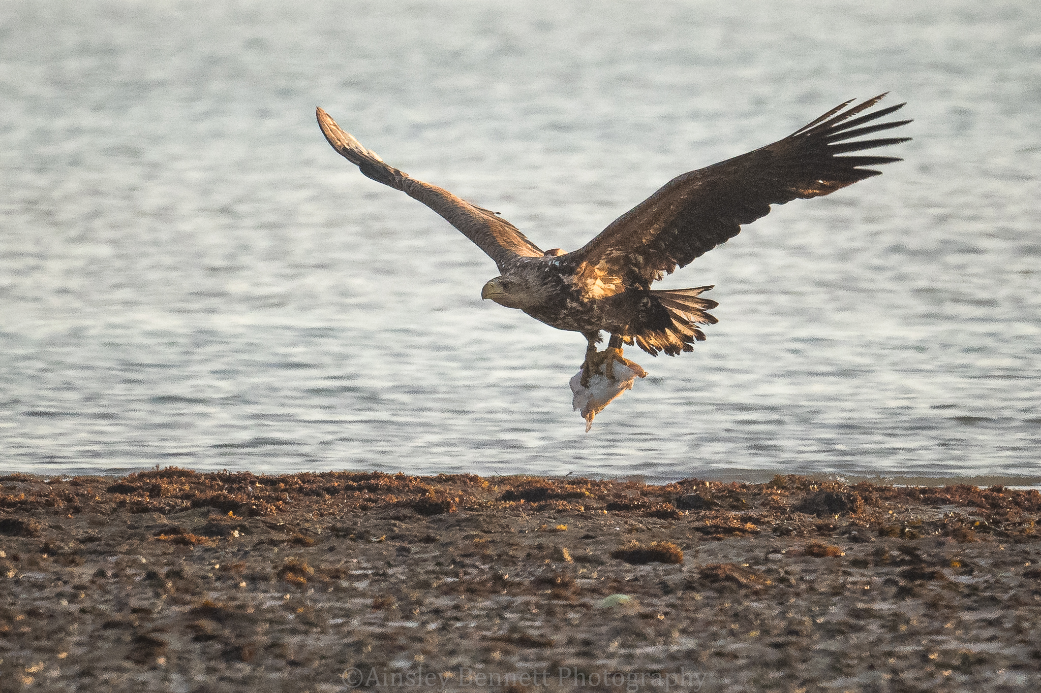 A white-tailed eagle carrying cuttlefish in its talons over a shoreline.