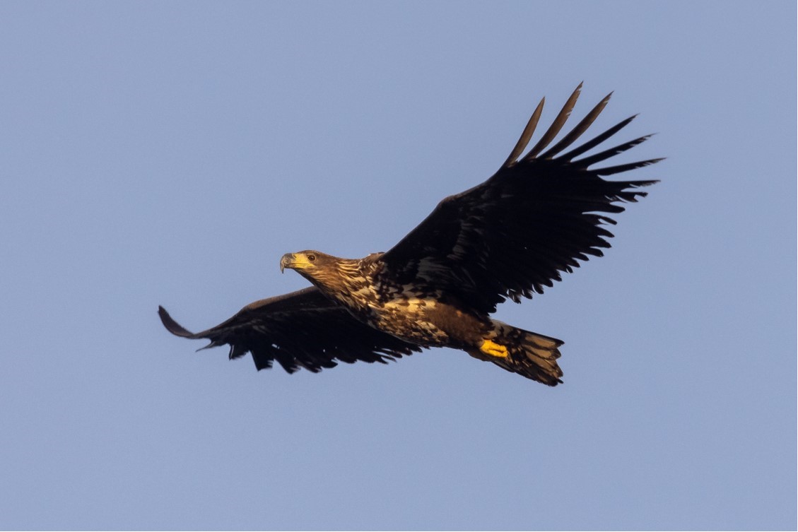 A white-tailed eagle soaring against a blue sky.