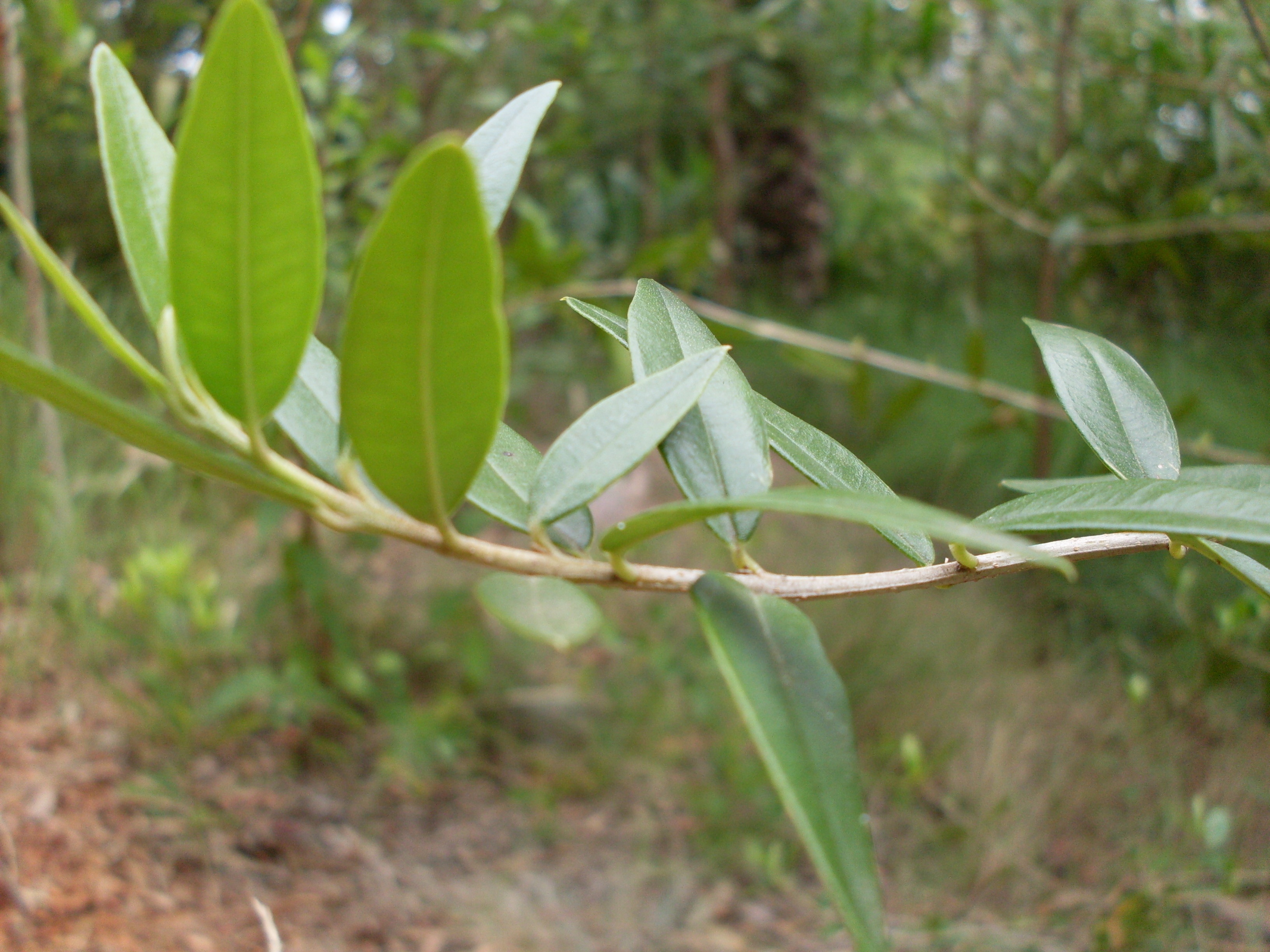 African olive tree with fruit.