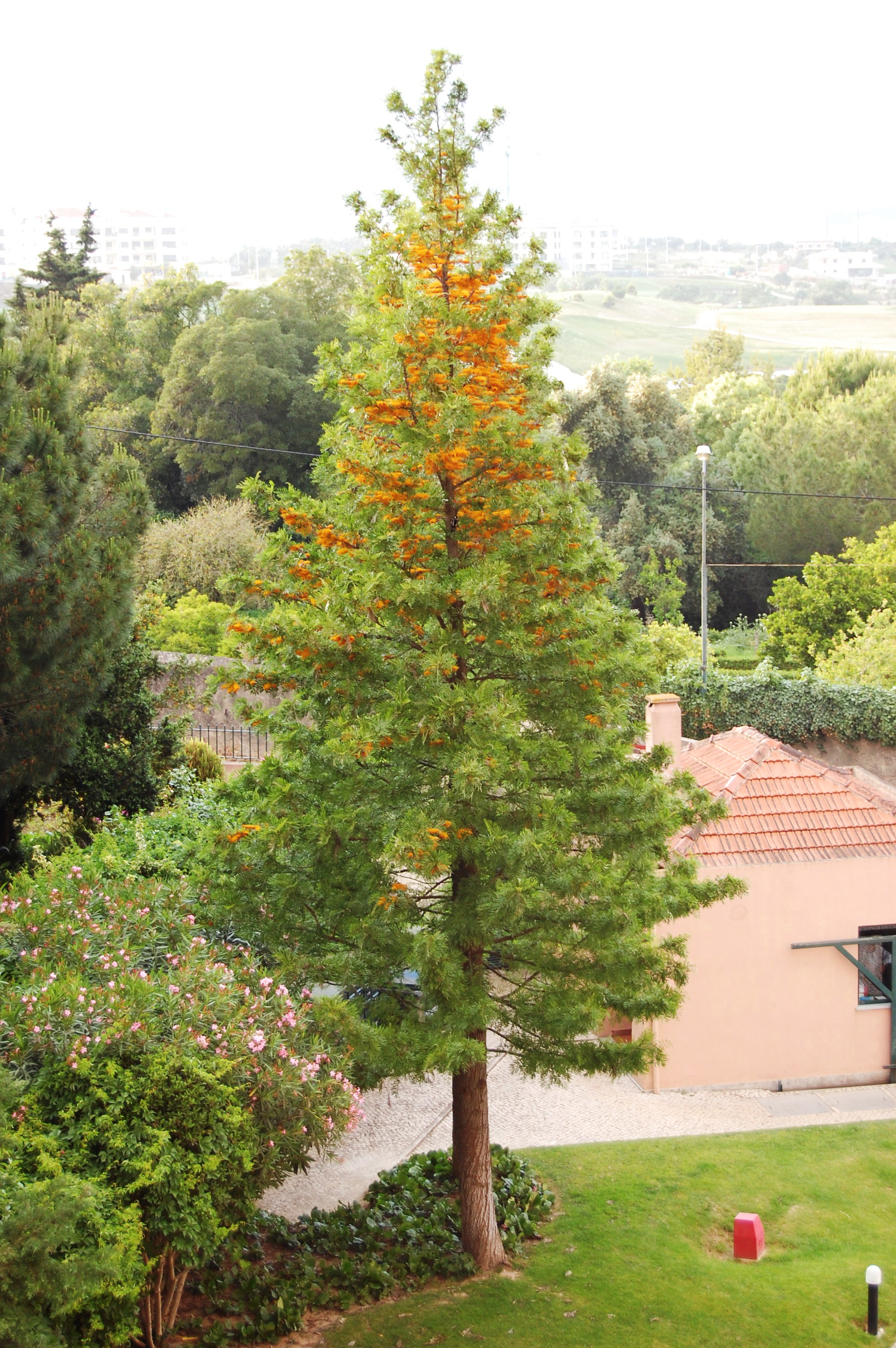 Grevillea robusta tree in flower.