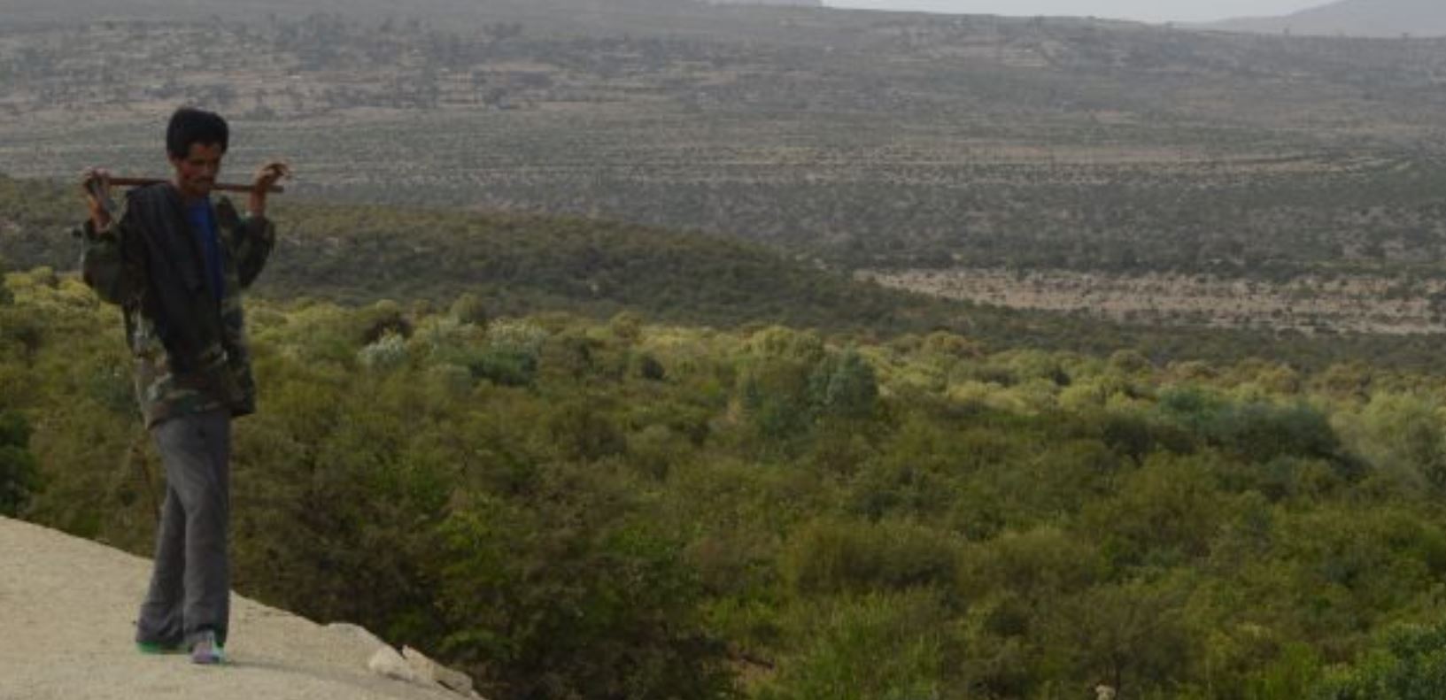 Restored hillside exclosure with regenerating trees in Ethiopia.