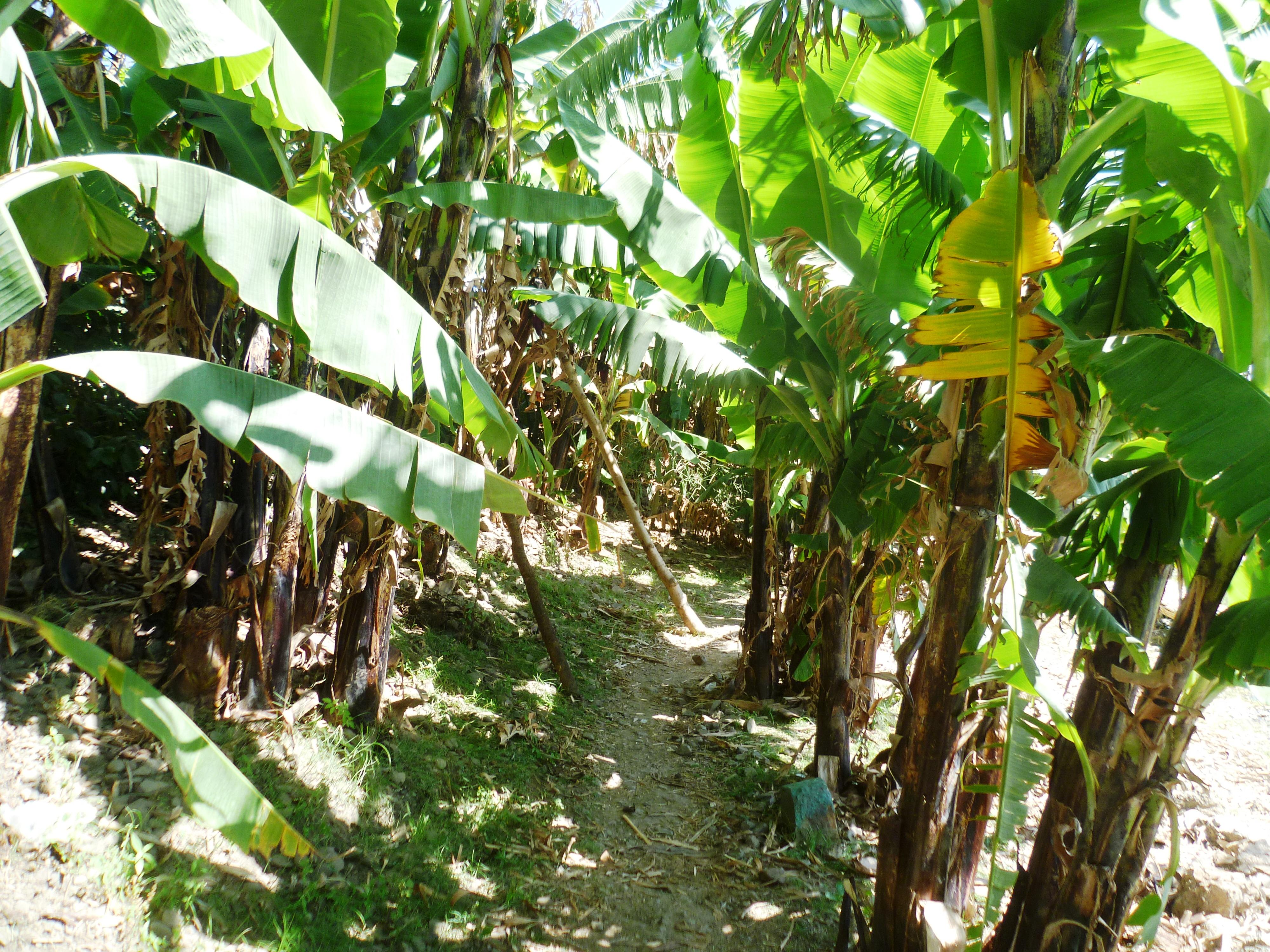 Banana trees growing in Ethiopia.
