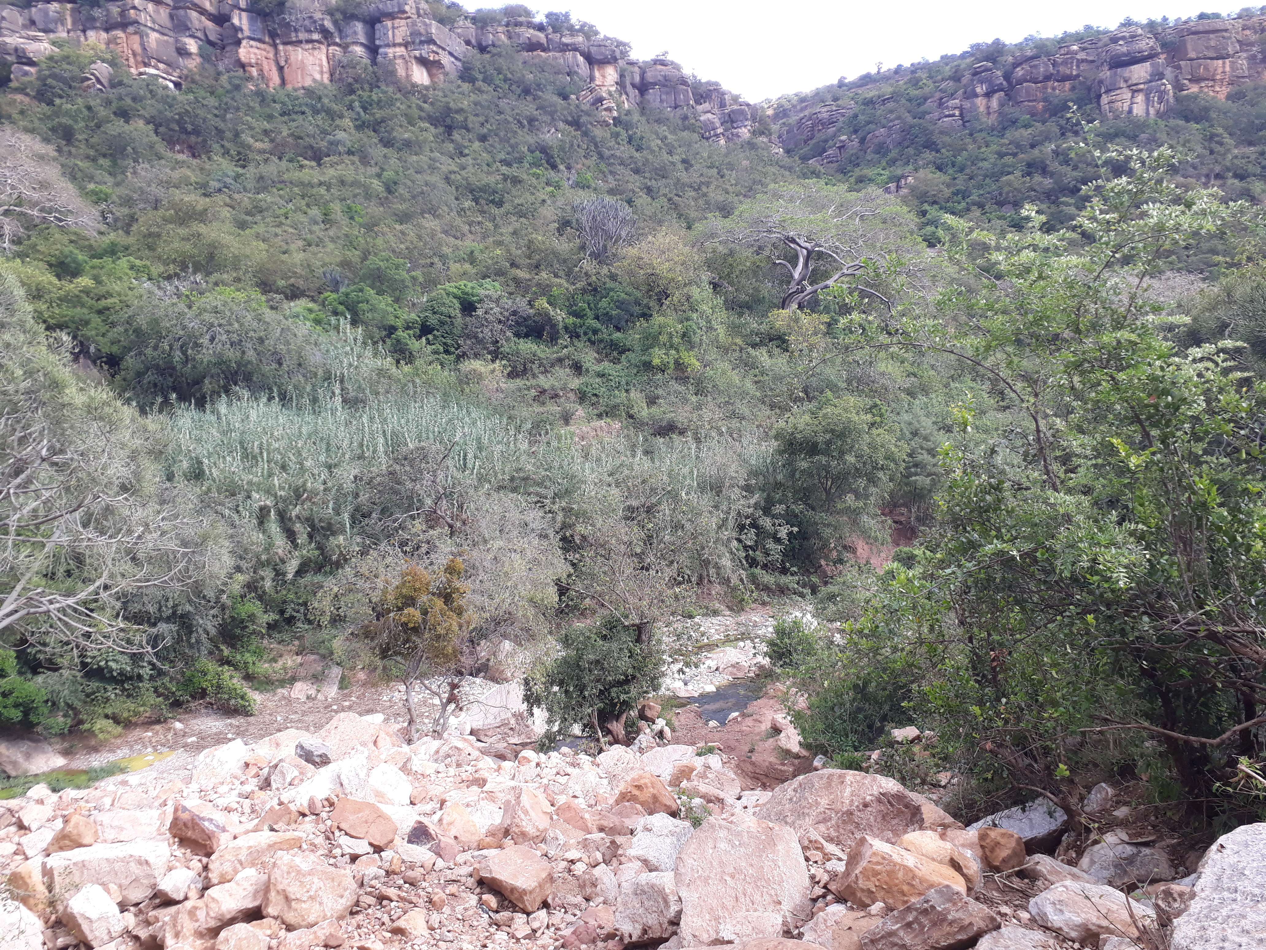 Forest cover in northern Ethiopia.