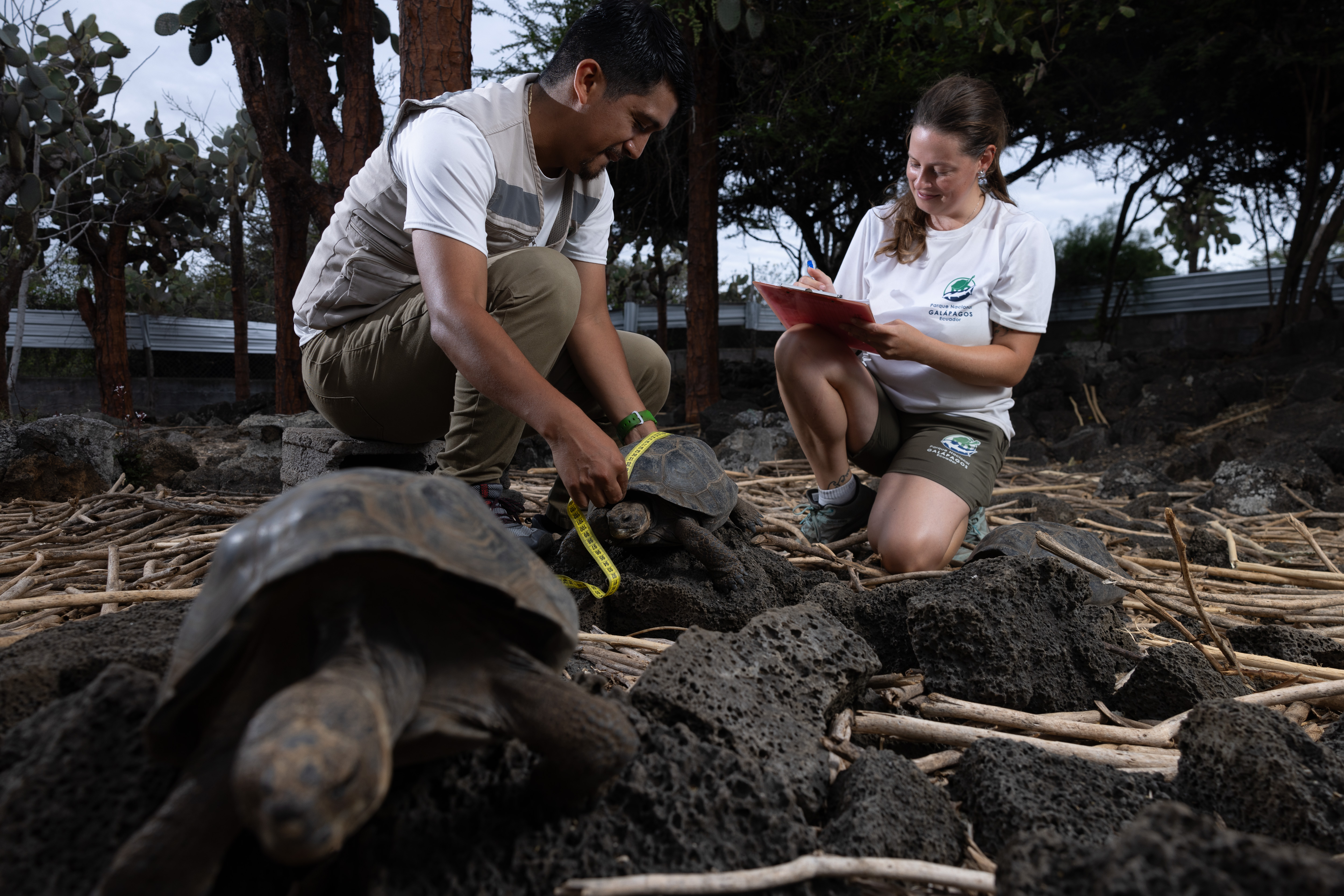 Floreana giant tortoises being measured before release.