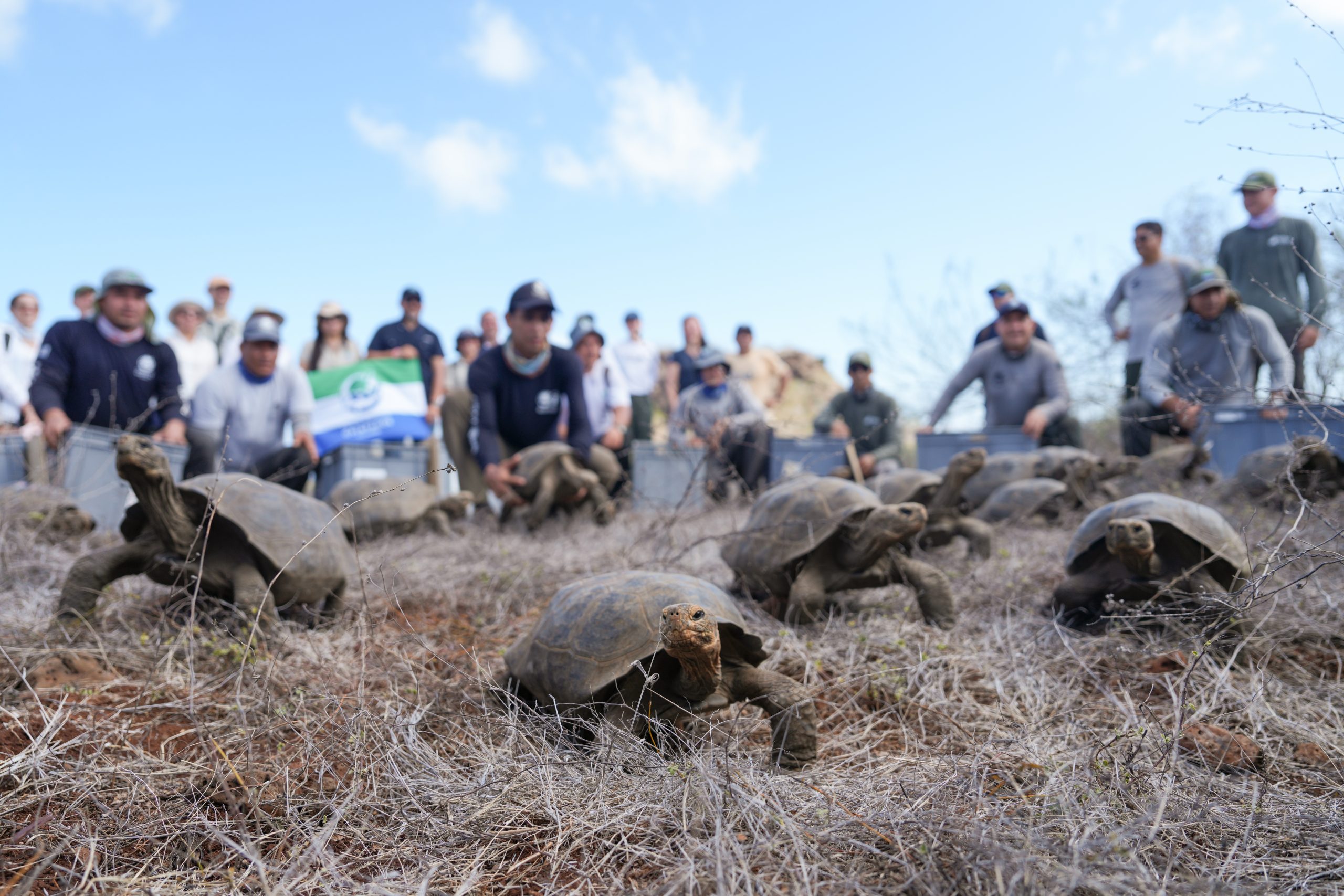 Giant tortoises on Floreana Island after their return.