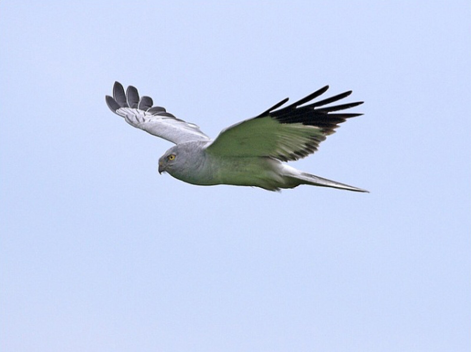 Adult male hen harrier in pale grey plumage.