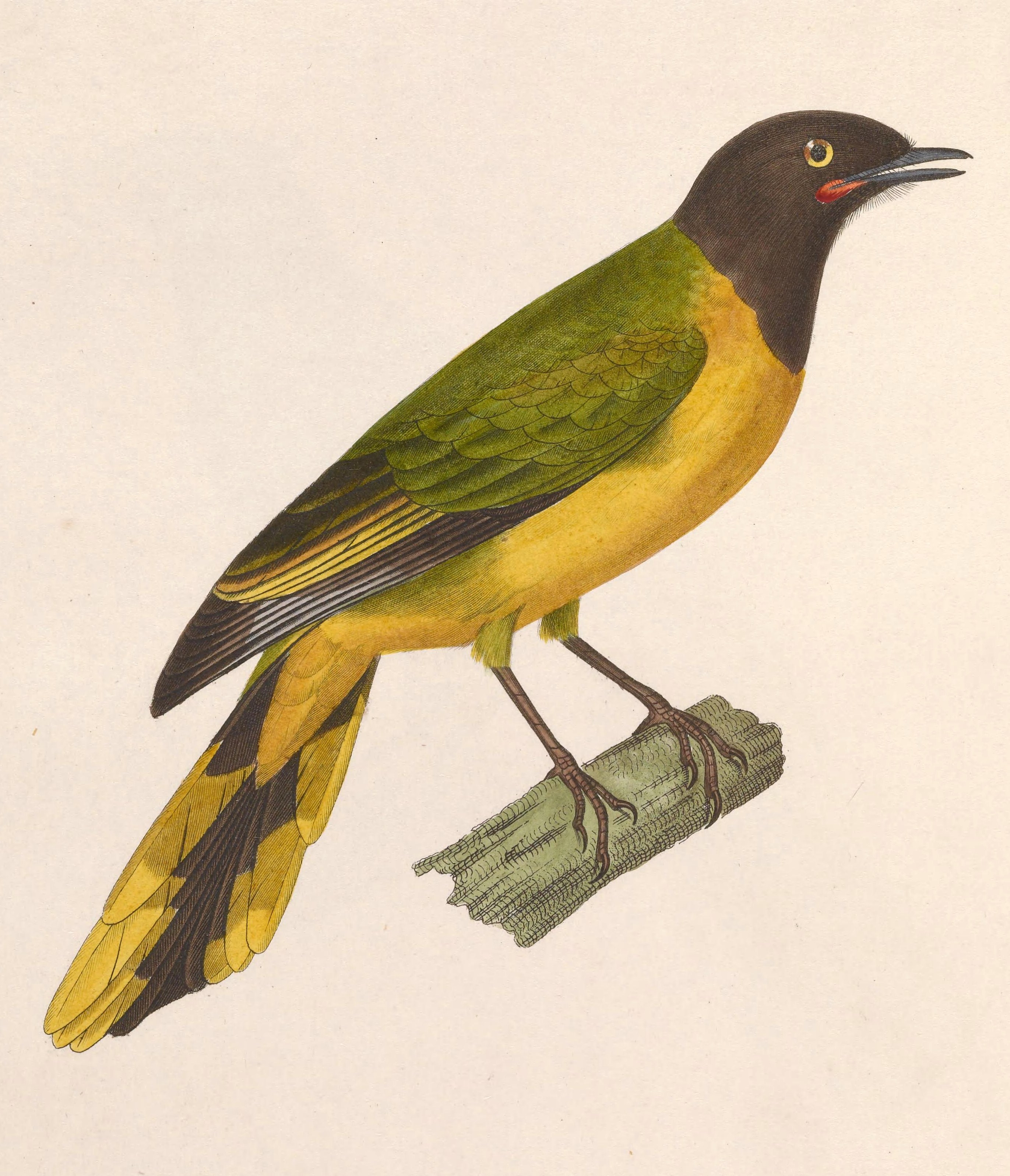 Historical illustration of a female Ghana cuckooshrike.