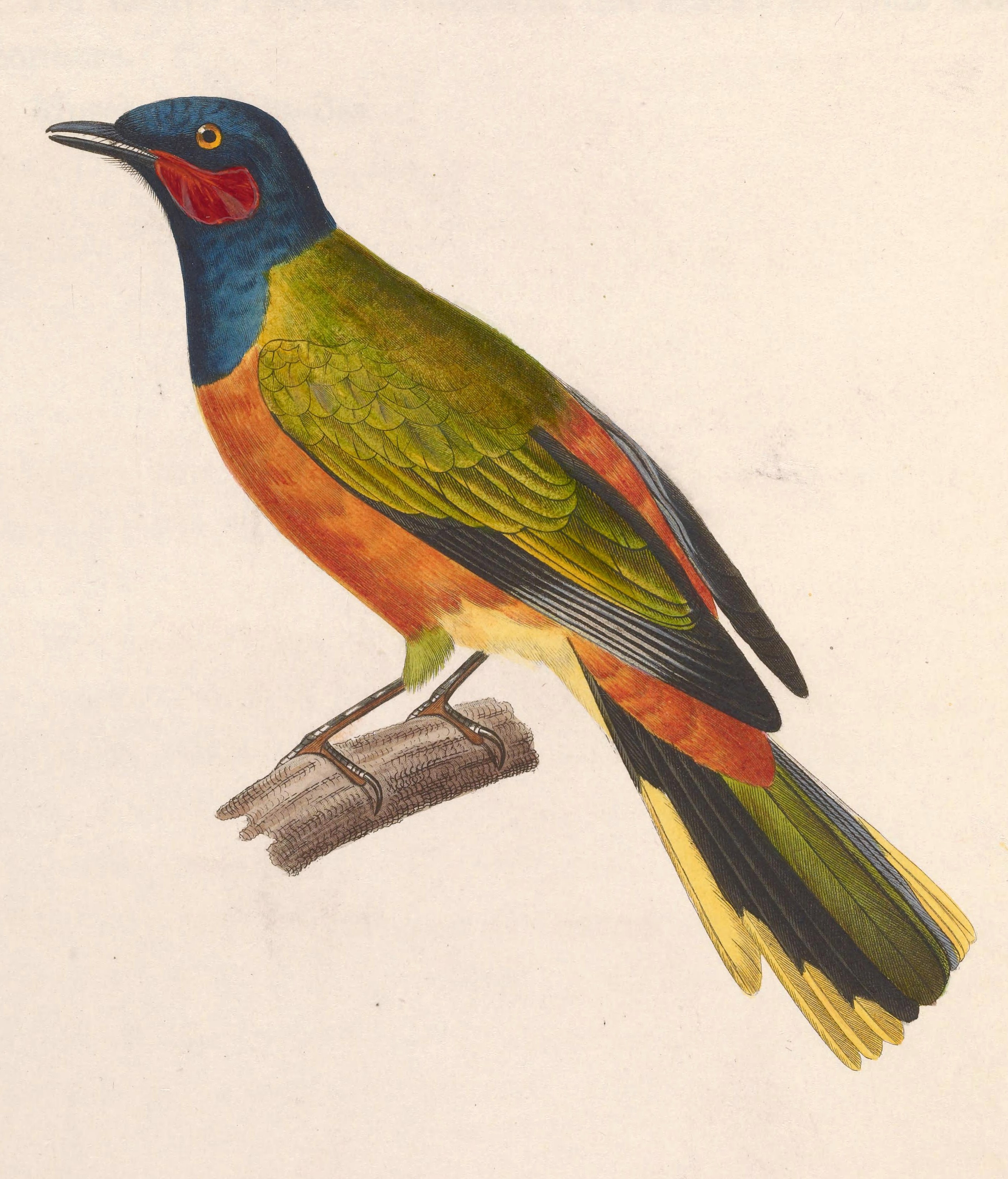 Historical illustration of a male Ghana cuckooshrike.