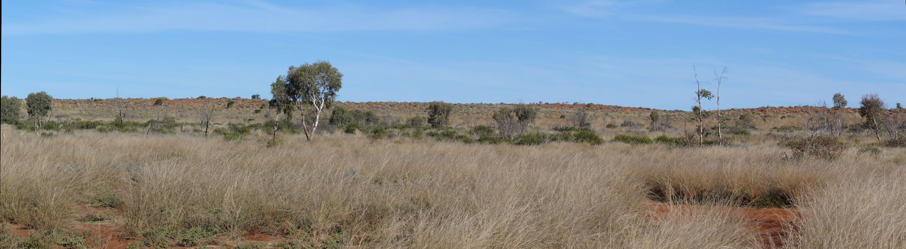Grasslands and dune in Gibson Desert Nature Reserve.