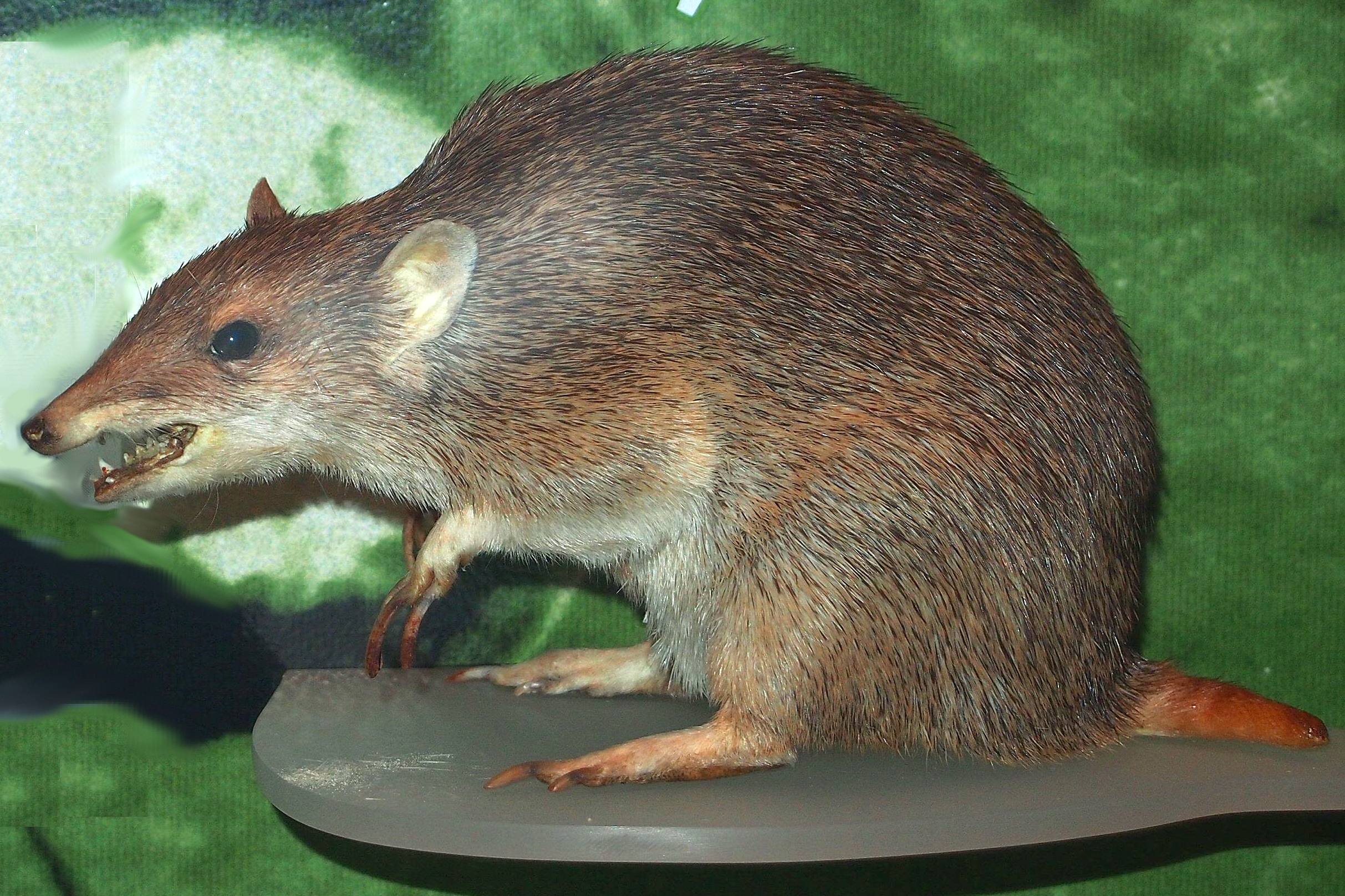 Second view of mounted golden bandicoot specimen.