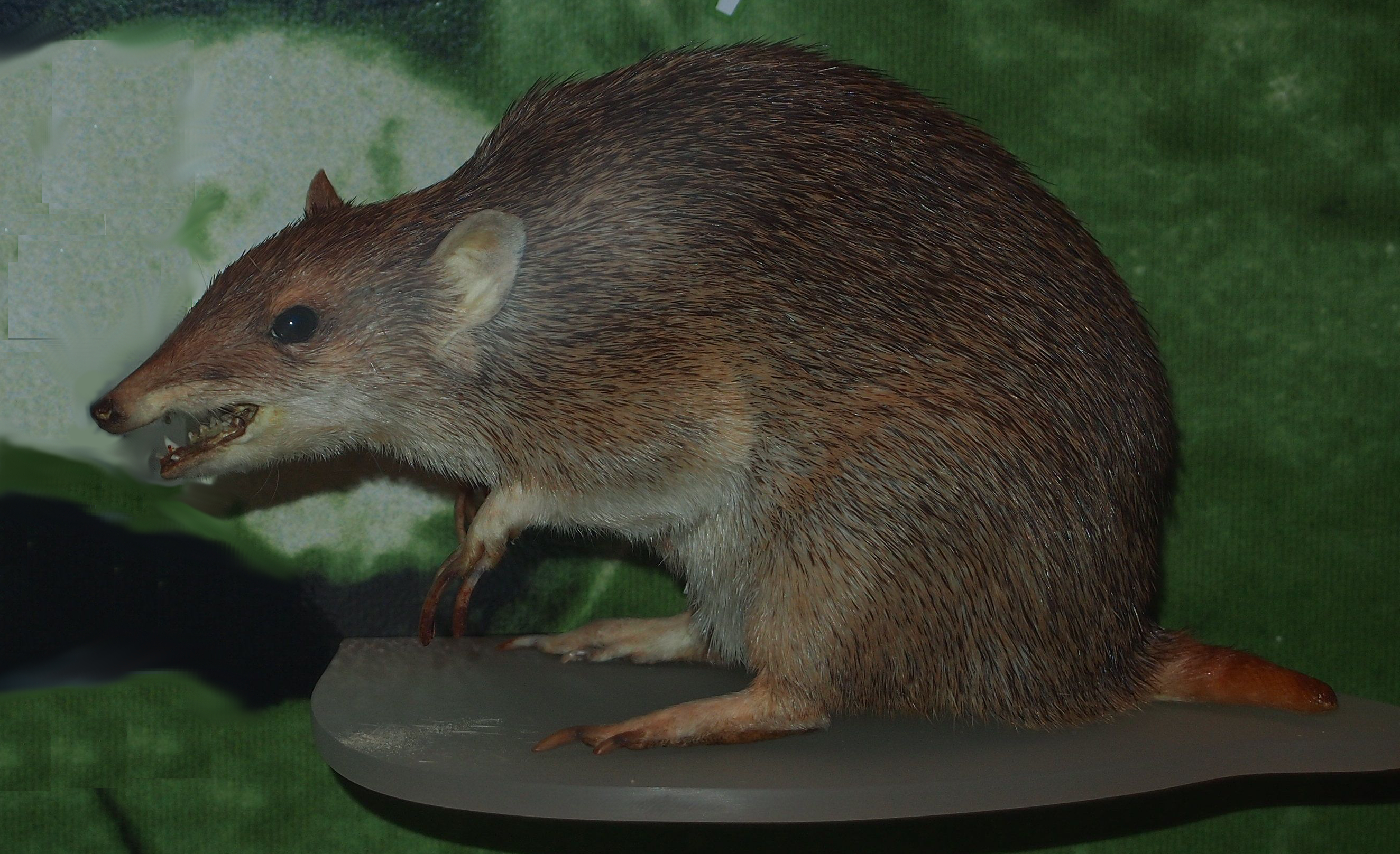 Mounted golden bandicoot specimen, Central Australian Museum.