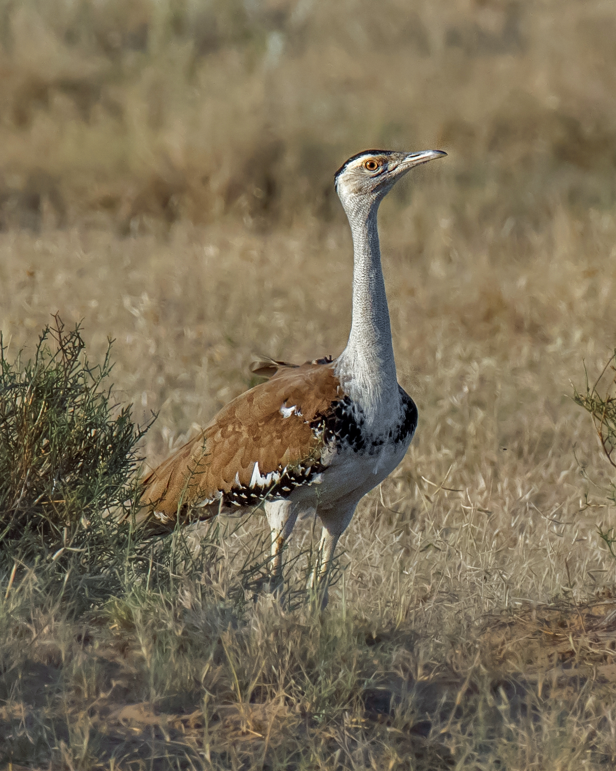 A great Indian bustard with a pale neck, black crown and brown back standing upright in dry grass.