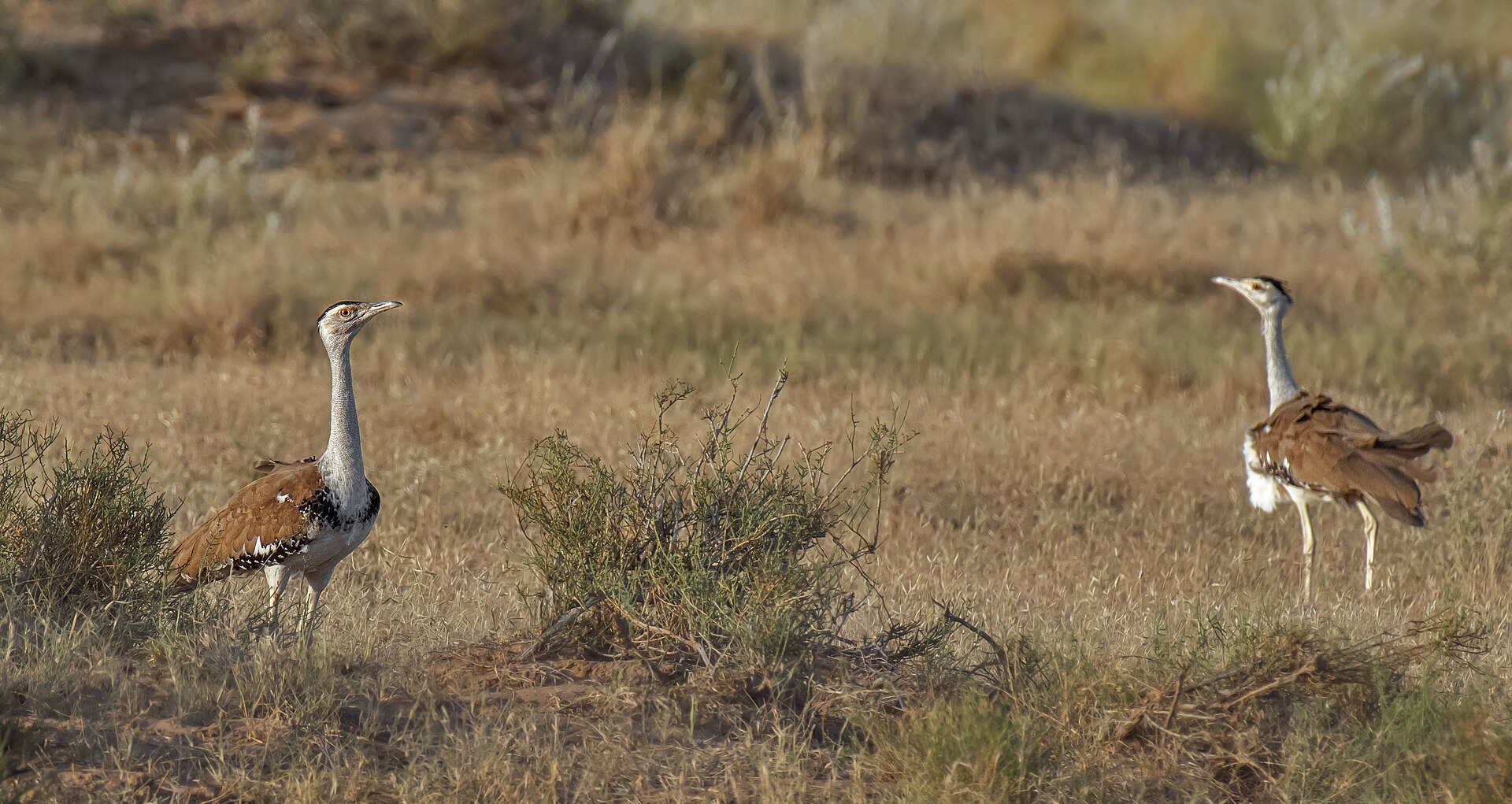 Two great Indian bustards standing apart in low dry grassland.