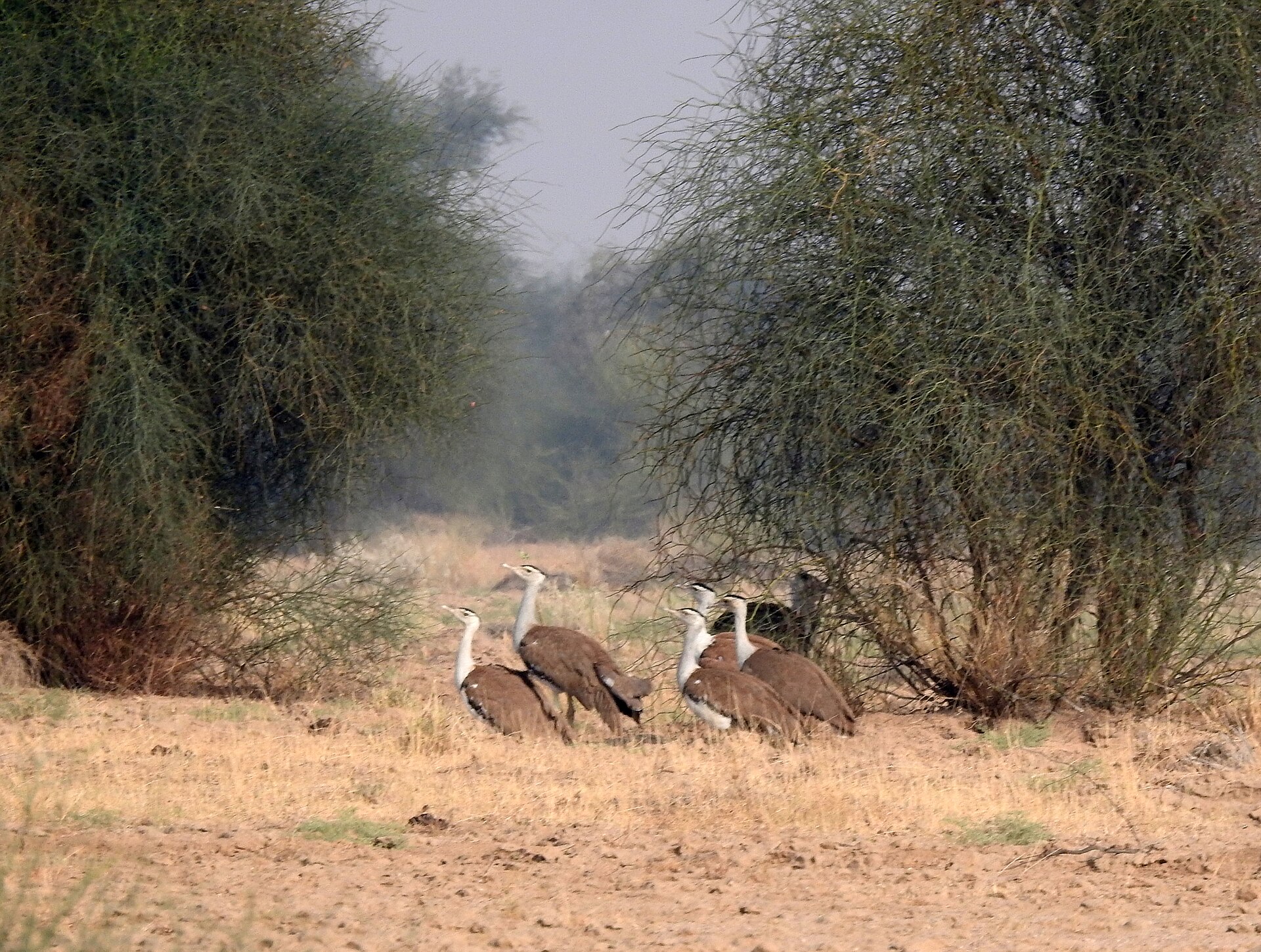 Several great Indian bustards resting and walking on bare sandy ground beneath scrub trees.
