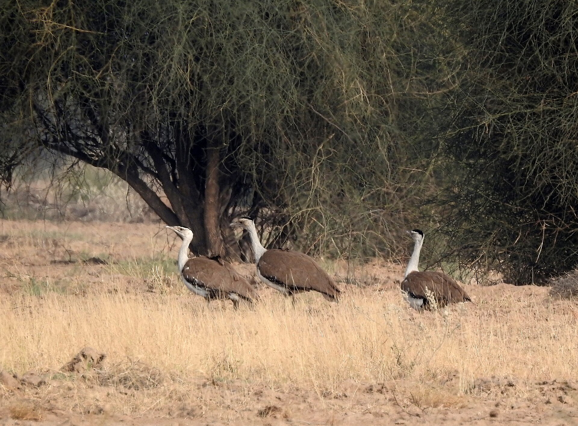 Three great Indian bustards standing in dry grass under the shade of a tree.