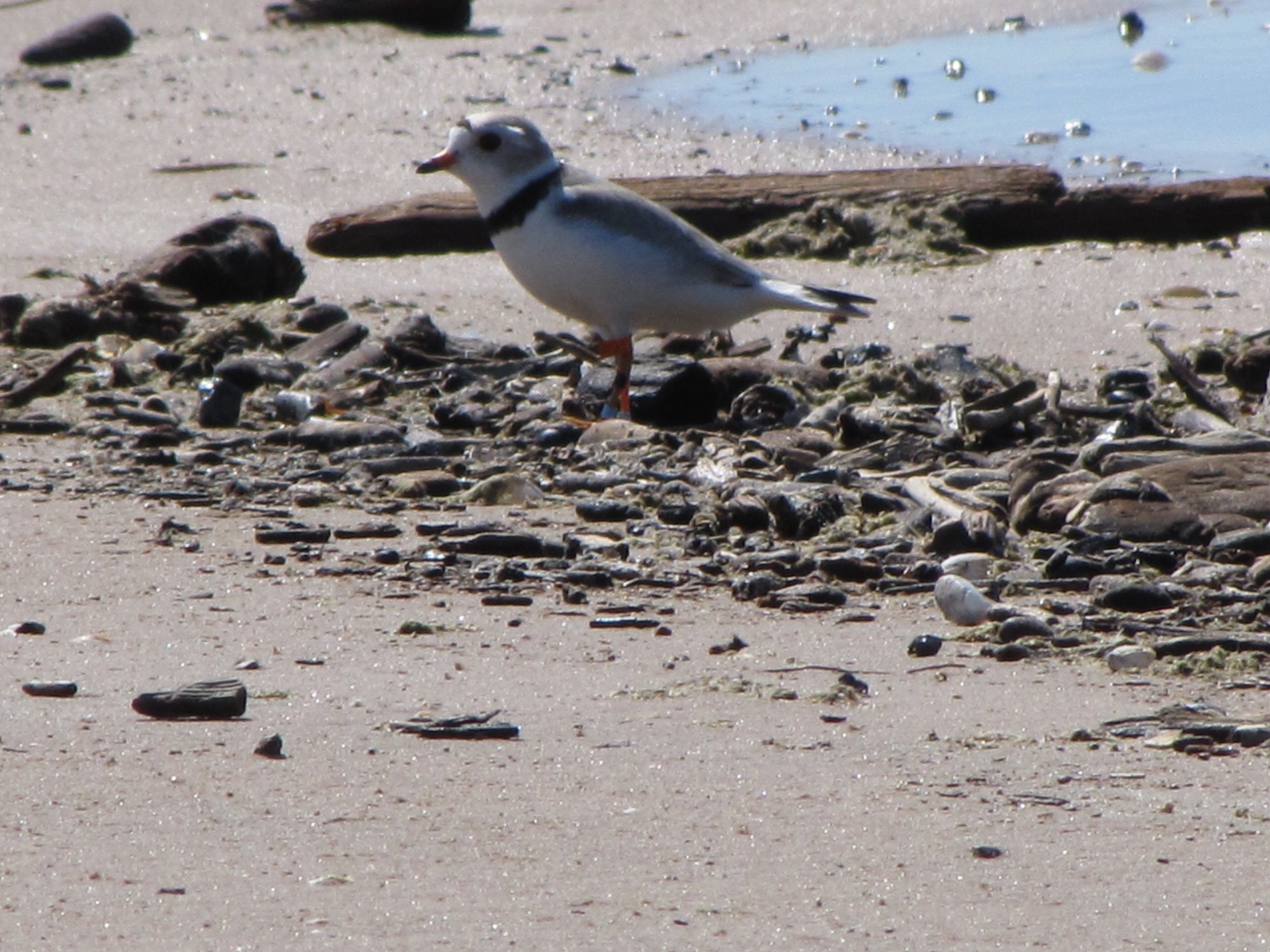 A small sand-coloured shorebird with an orange bill and a dark neck band stands on a pebbly beach.