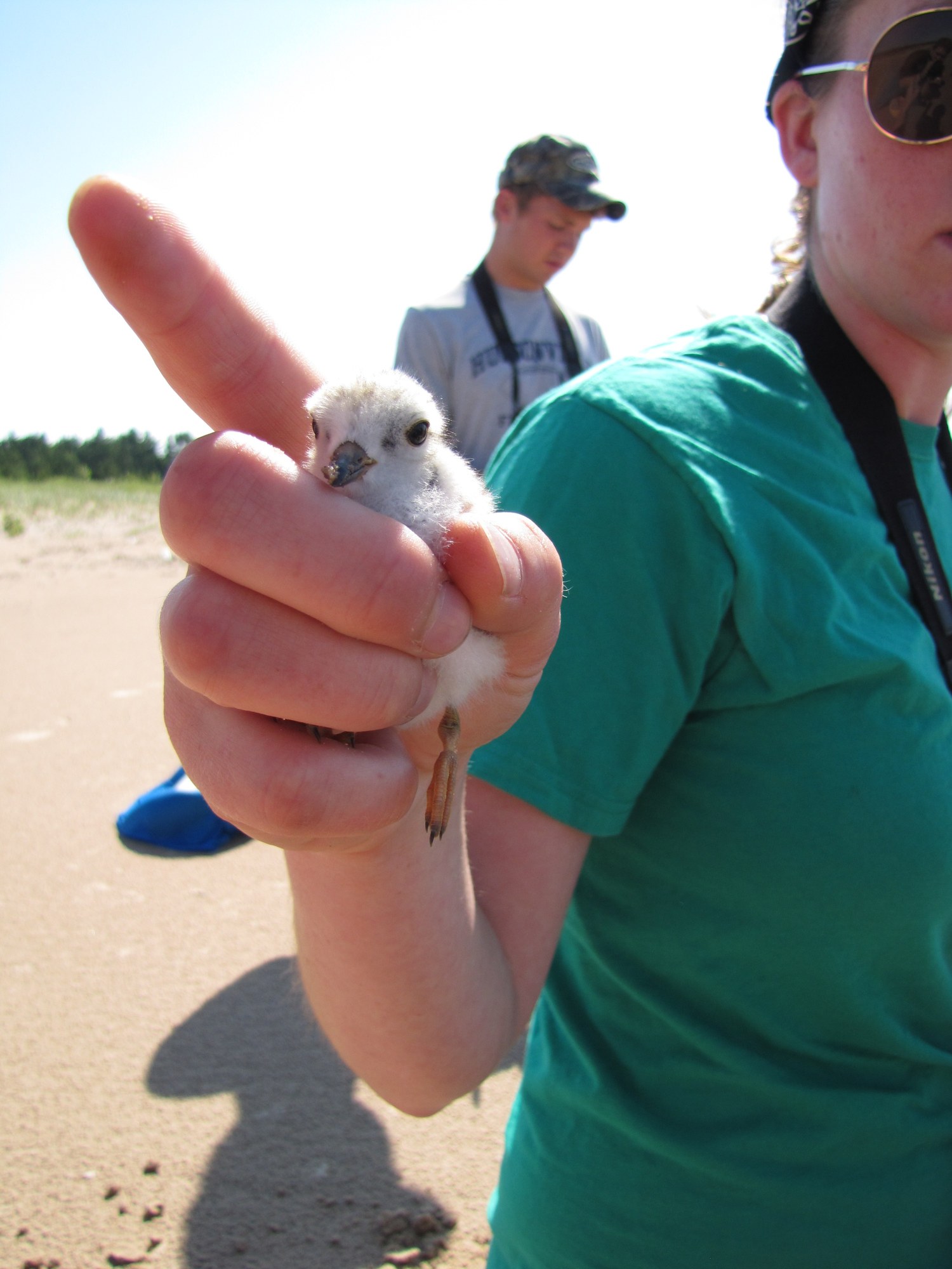 A fluffy piping plover chick held gently in a researcher's fingers during banding on a beach, with a second researcher behind.