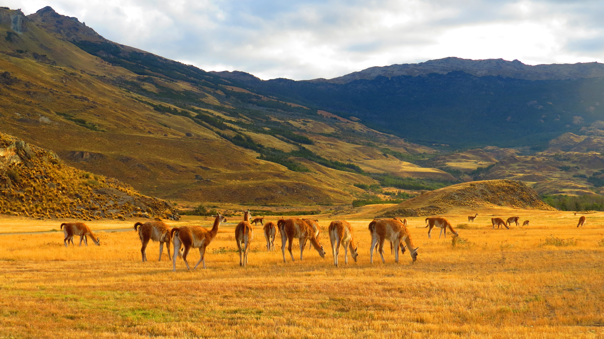 Guanacos grazing at dusk on the hills of Parque Patagonia in the Aysén Region.