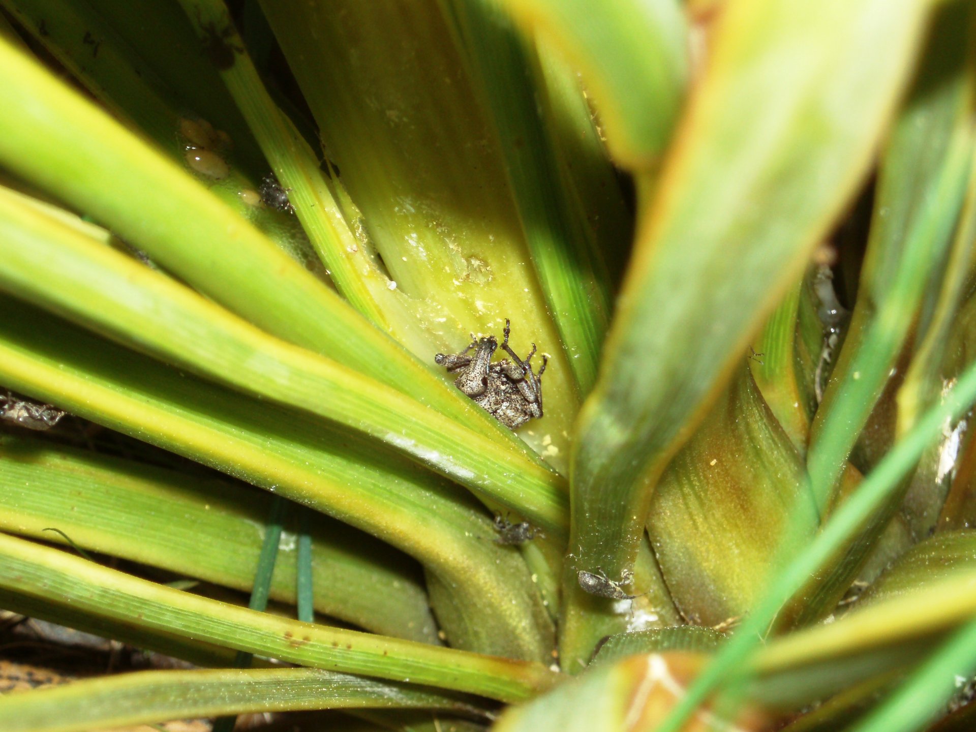 A Canterbury knobbled weevil clinging to the spiky leaves of a golden speargrass plant.