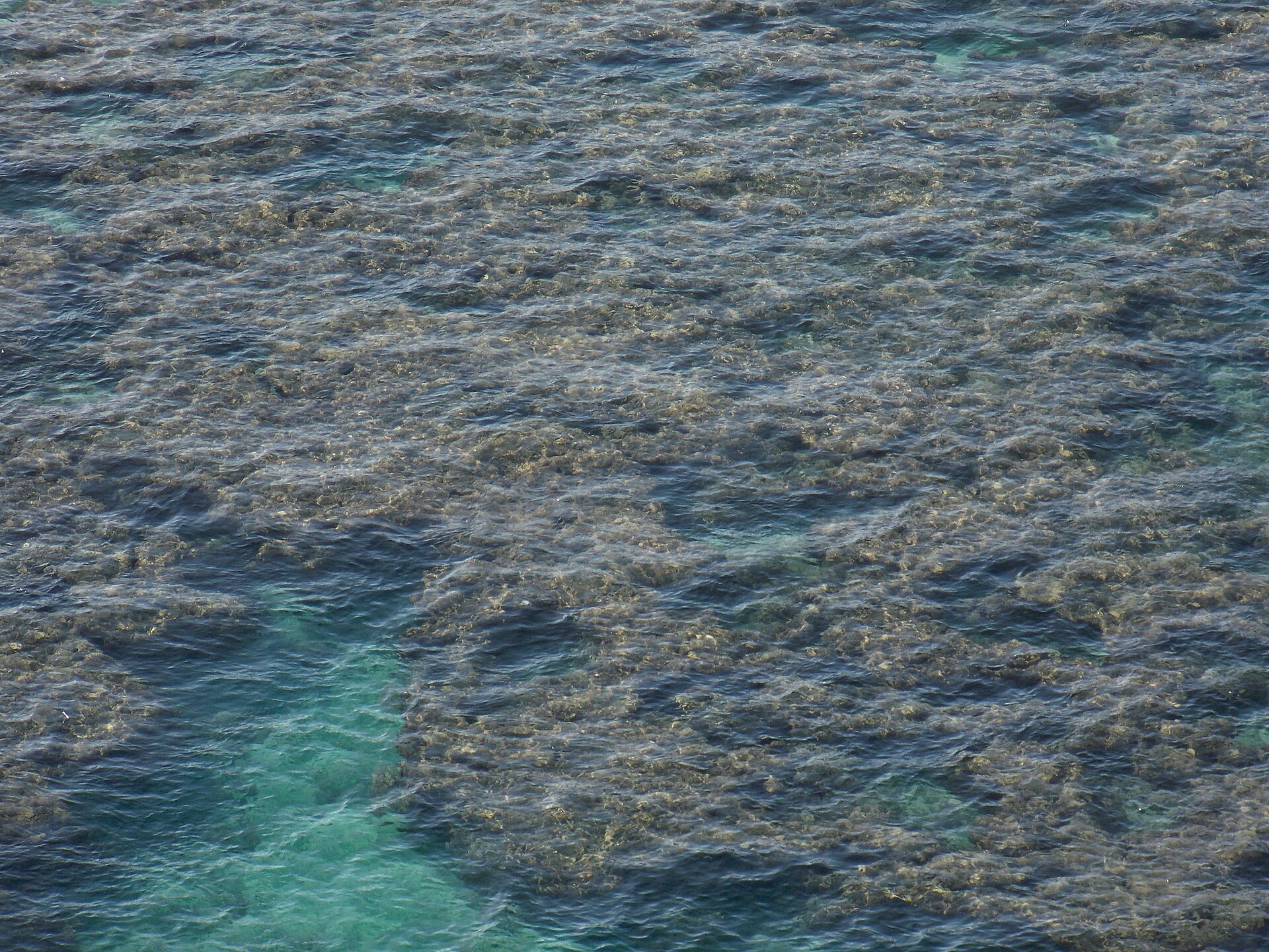 Coral reef at Hanauma Bay, Oʻahu.