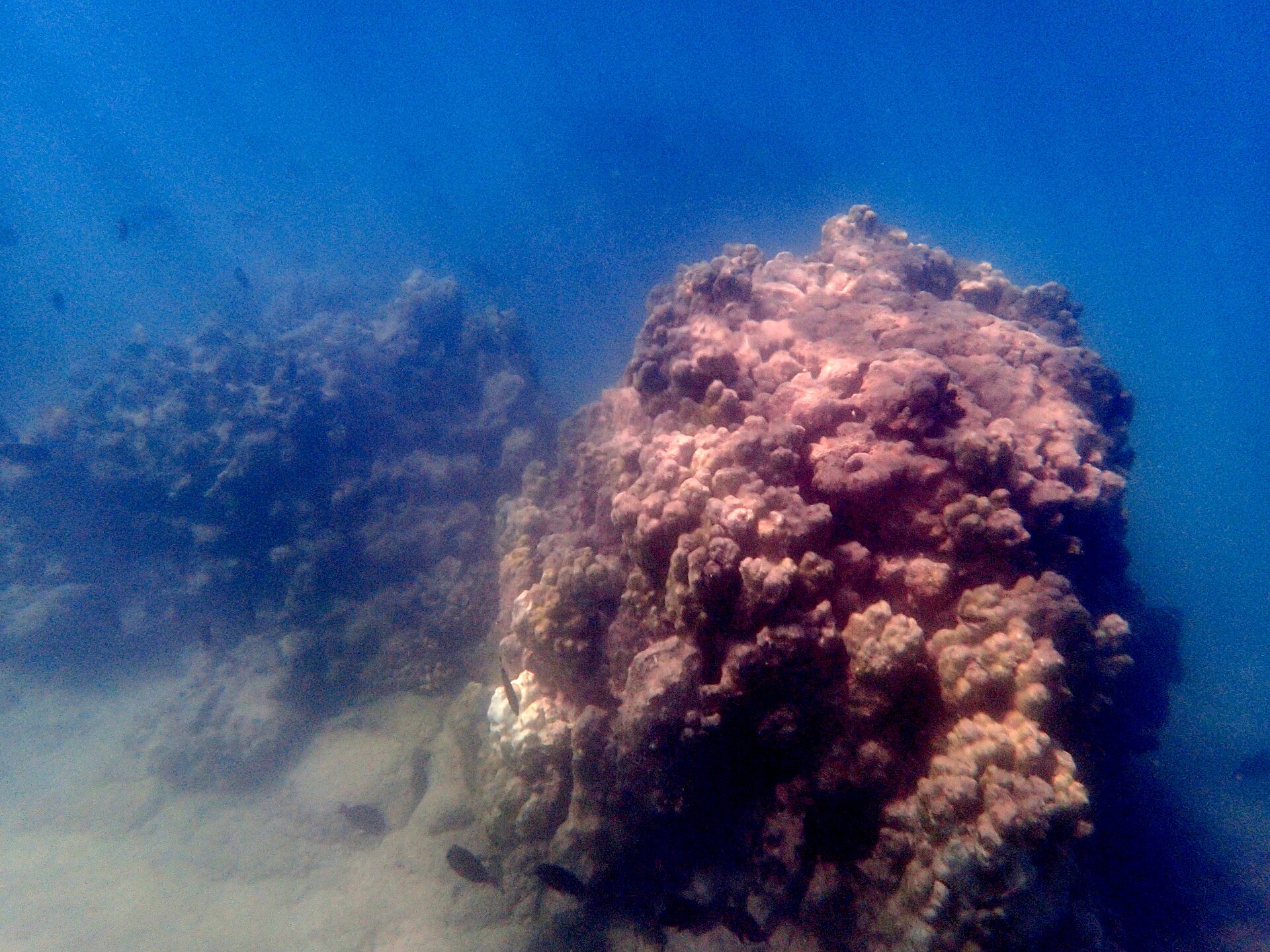 Coral reef habitat in Hawaiʻi.