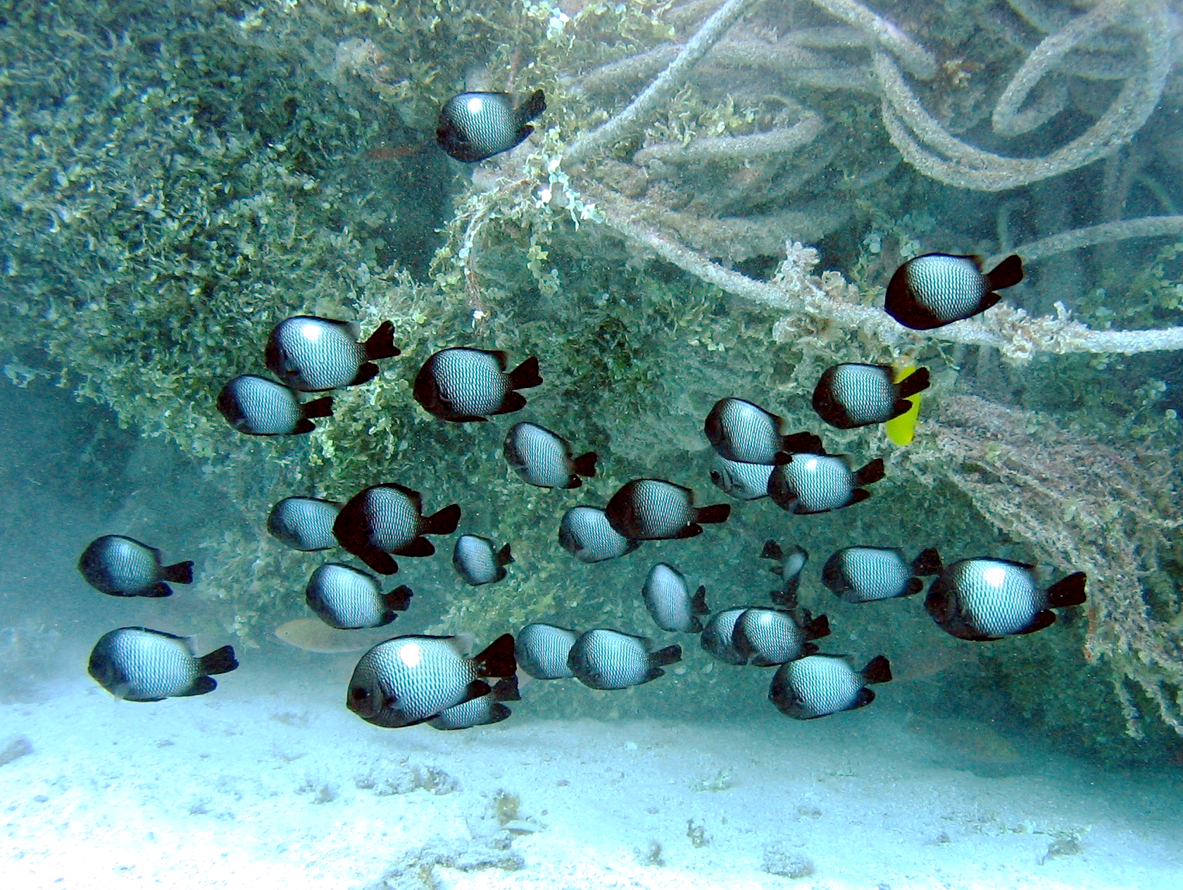 Hawaiian damselfish Dascyllus albisella.