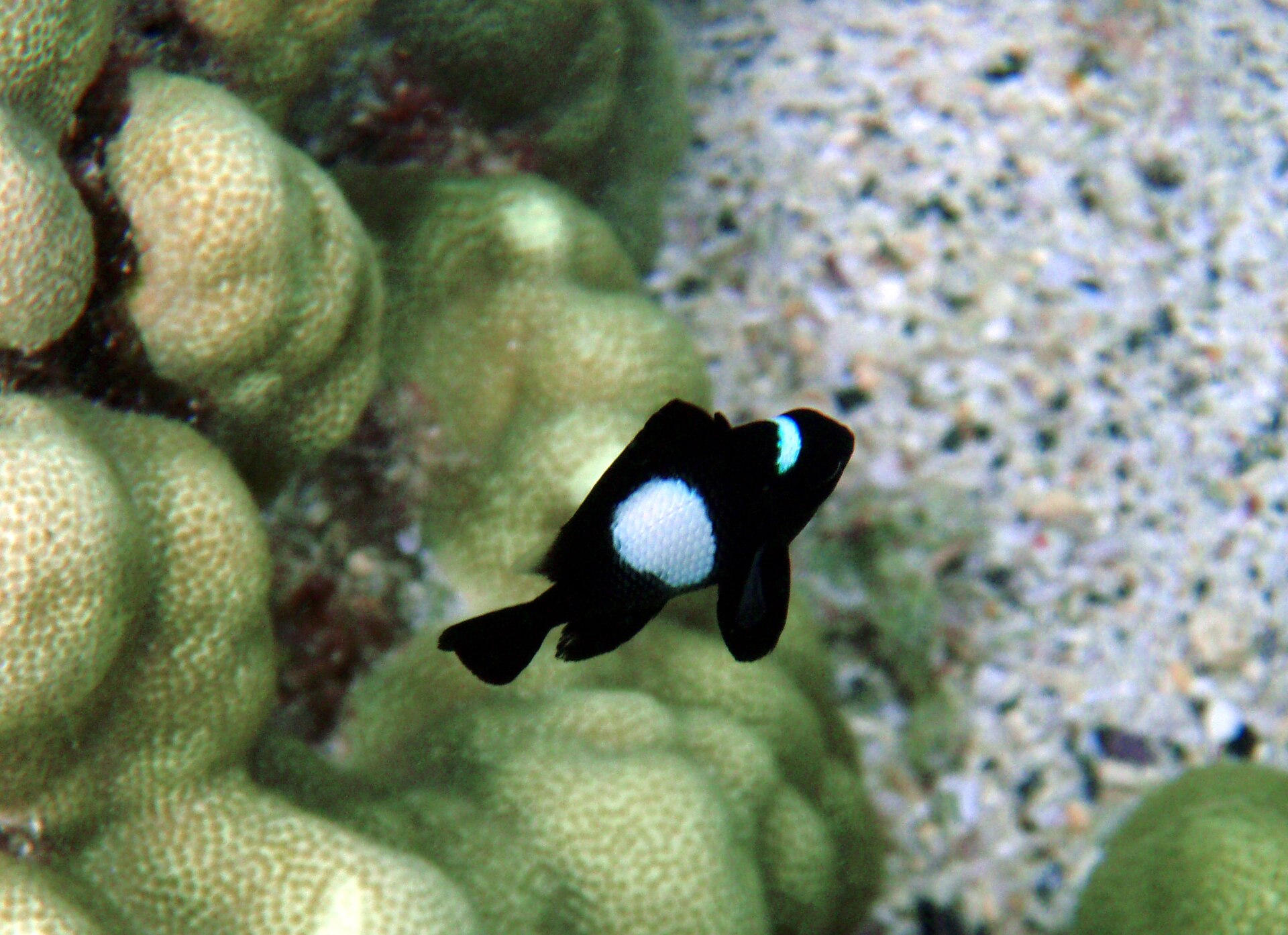 Juvenile Hawaiian damselfish at Kona, Hawaiʻi.