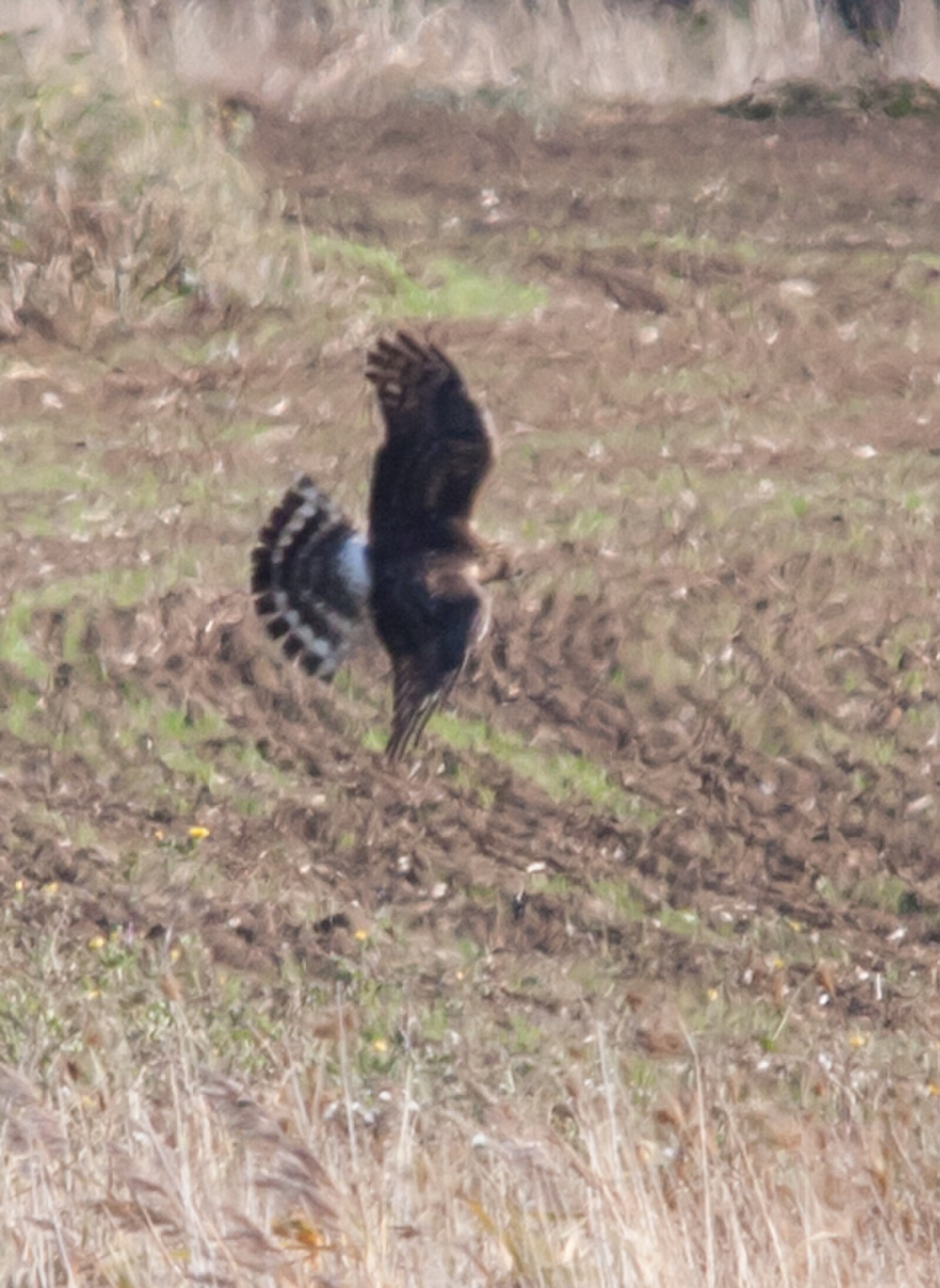Female hen harrier at Limbourne Creek, Essex.