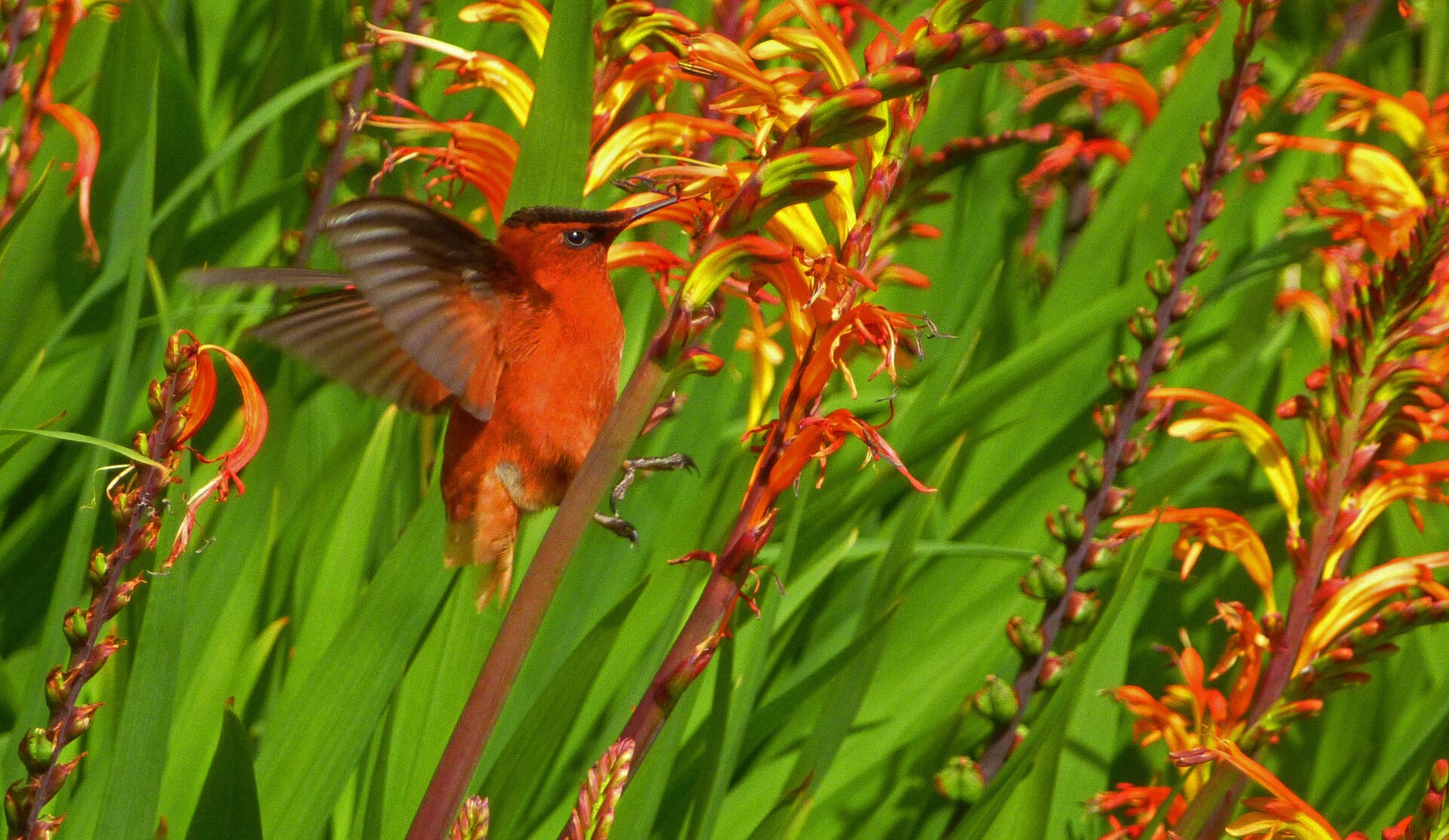 A male Juan Fernández firecrown hummingbird, which relies on Dendroseris flowers.