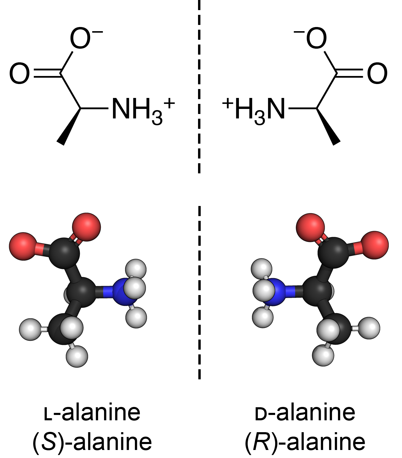 Line diagrams and three-dimensional ball-and-stick models of L-alanine and D-alanine, labeled as mirror-image stereoisomers.