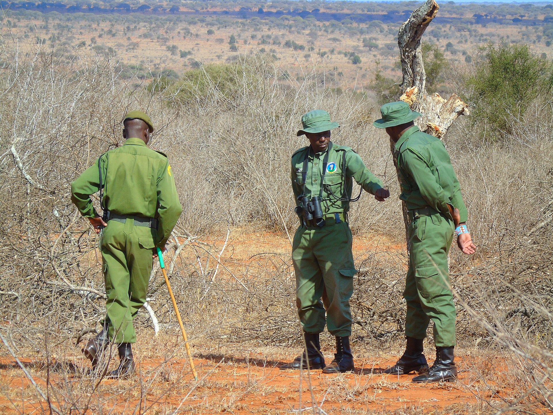 Three rangers in green uniforms and hats on foot patrol in dry bushland with red soil.