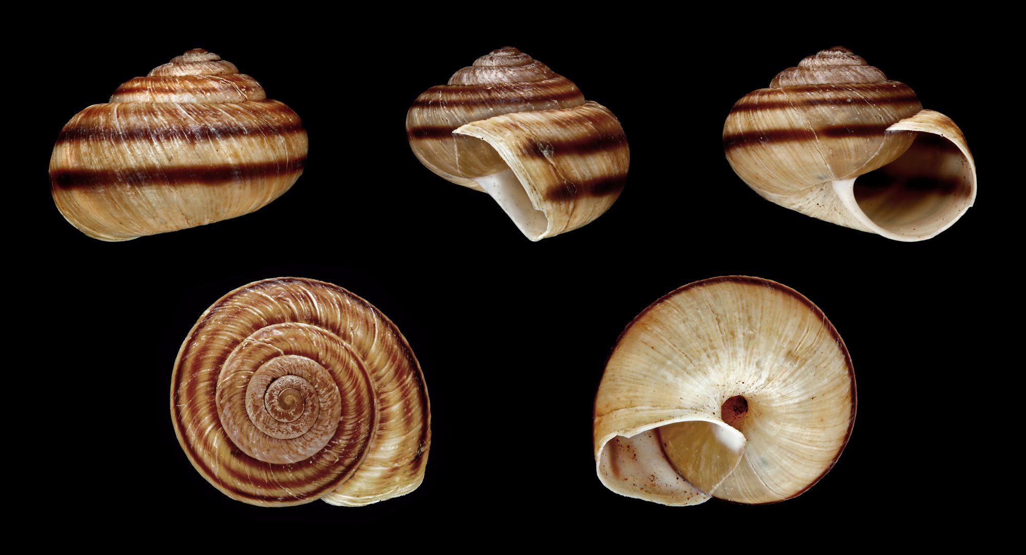 Shell of a Madeiran land snail Plebecula giramica.