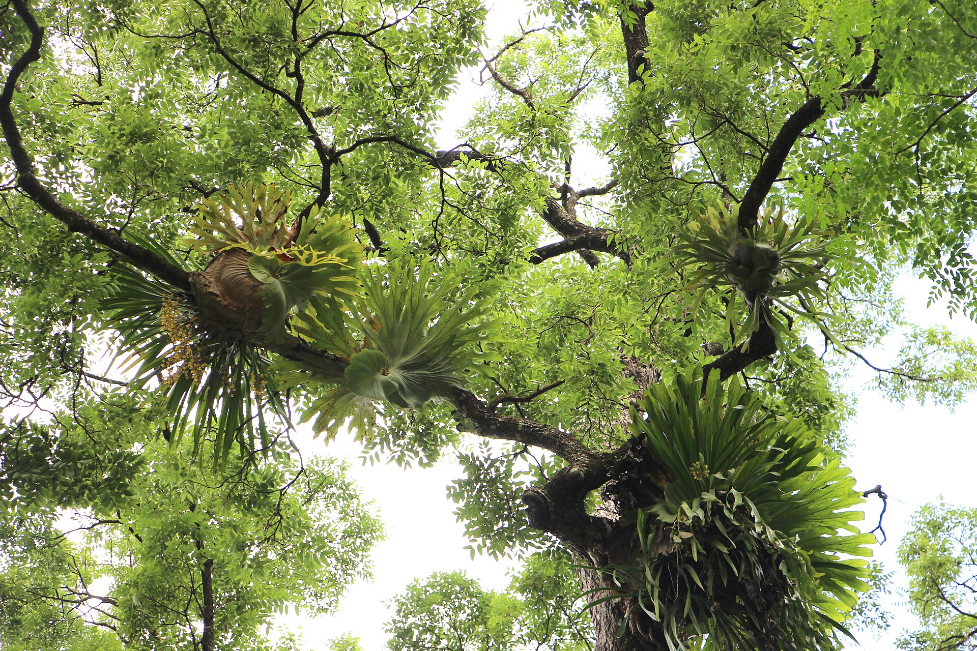 Red cedar canopy with staghorn and elkhorn ferns at Red Cedar Park, Ngambaa Nature Reserve.