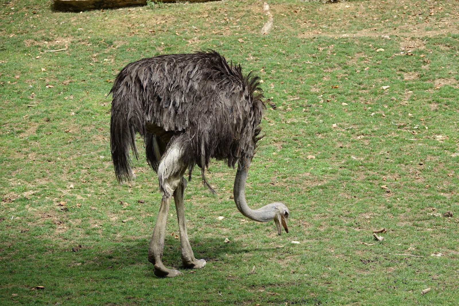 African ostrich standing in a park setting.