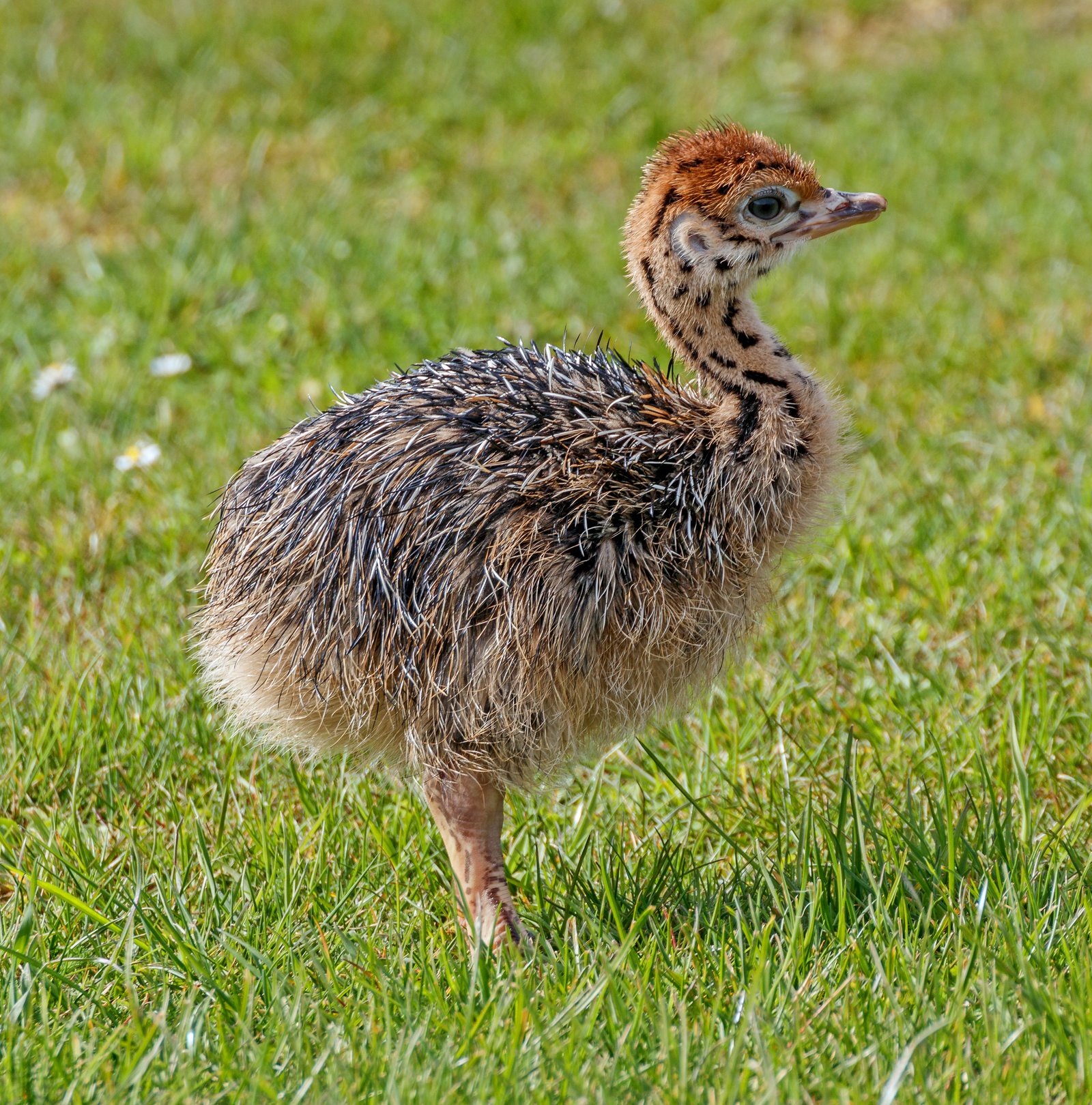 Juvenile common ostrich.