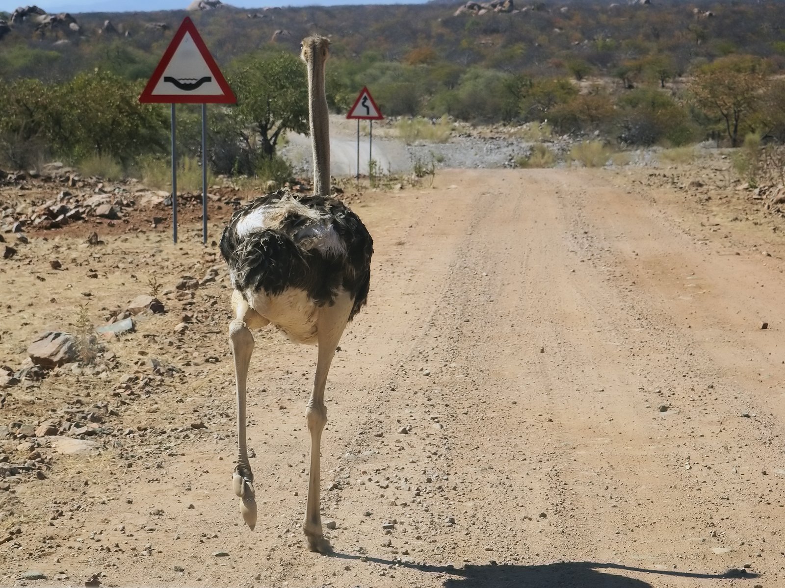 Ostrich walking across arid landscape.