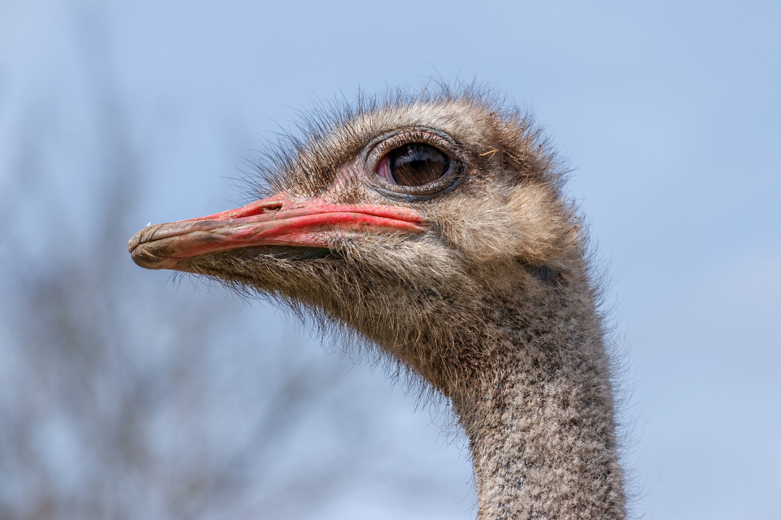 Male common ostrich standing.