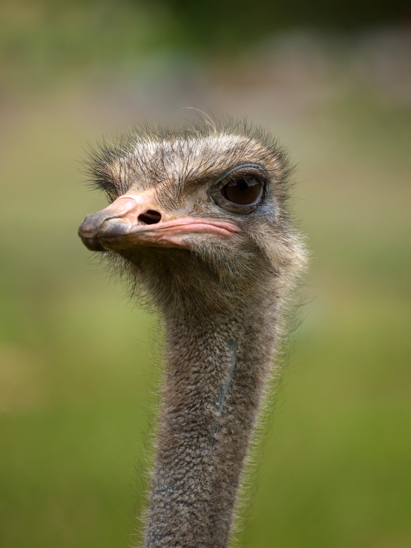 Portrait of a common ostrich.