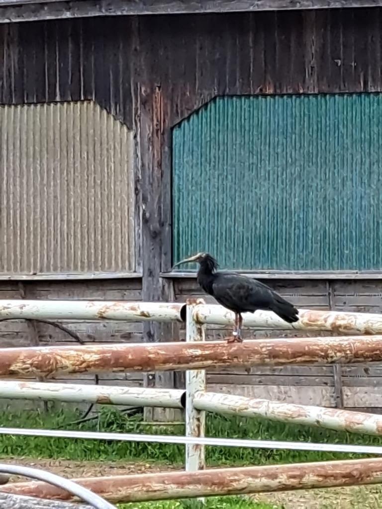 A northern bald ibis perched on a white fence rail in front of a wooden barn.