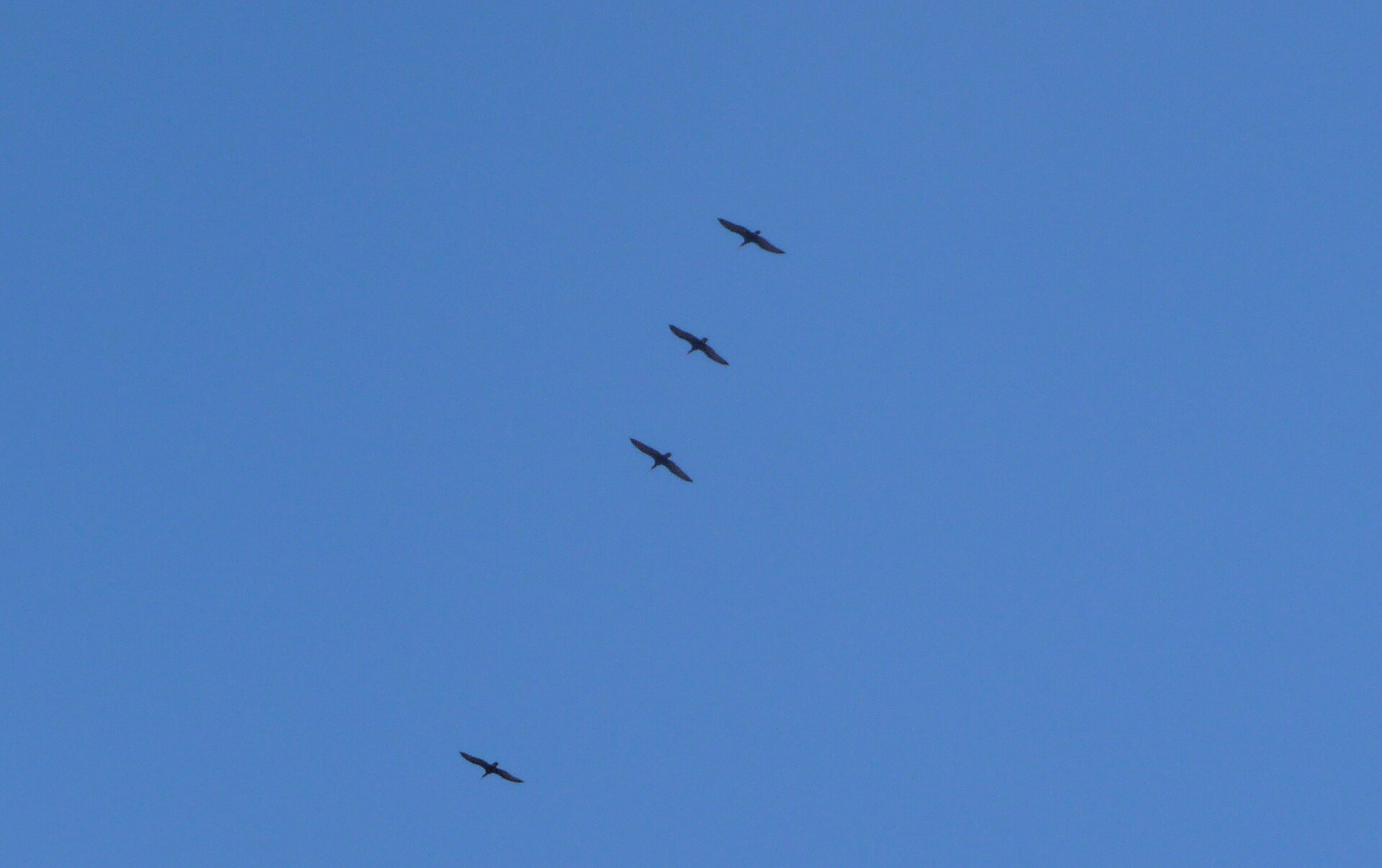Several northern bald ibises flying against a clear blue sky.