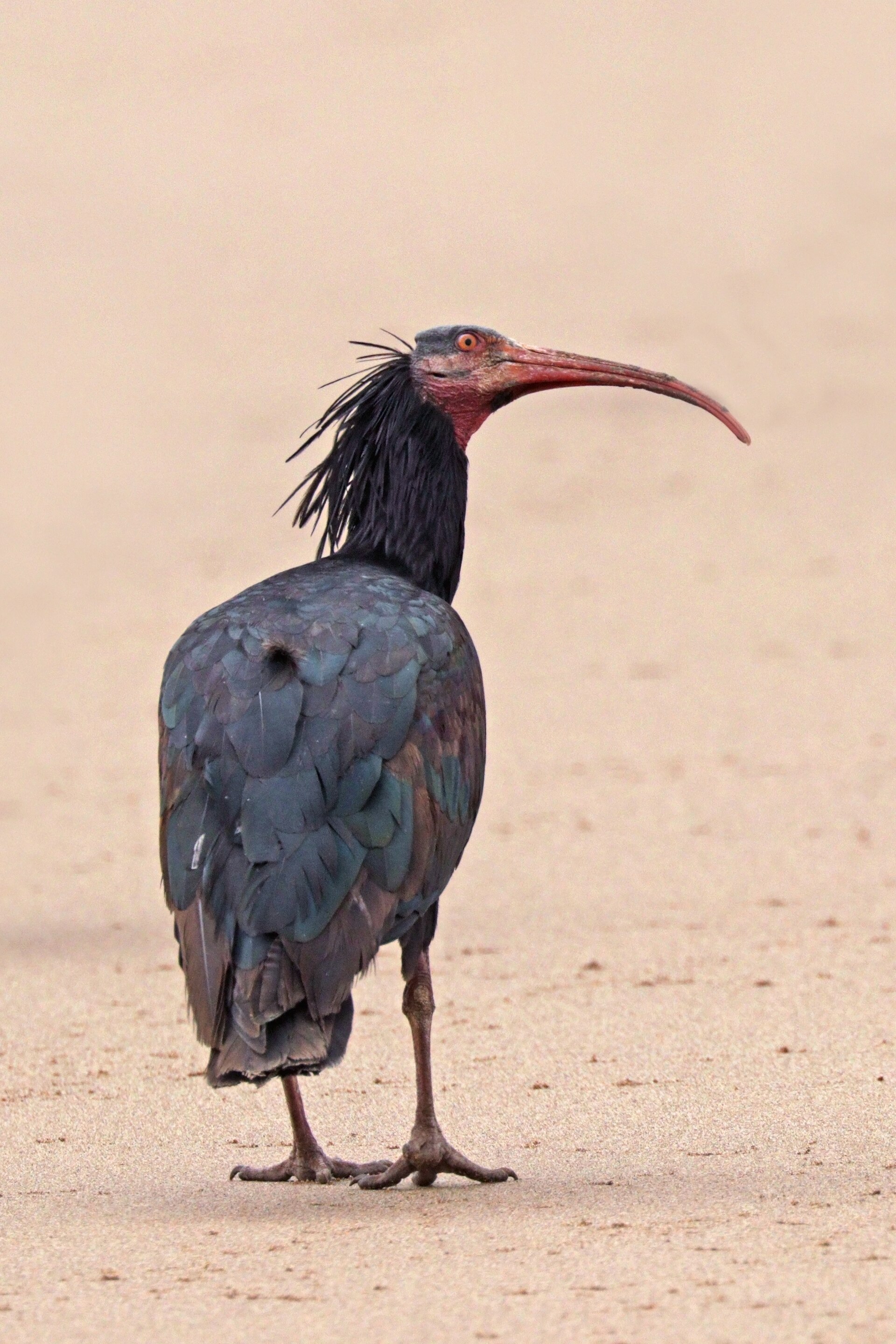 A northern bald ibis standing on sand, its long curved red bill and shaggy black crest visible.