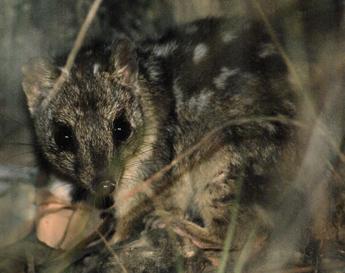 Northern Quoll peering through grass at night.