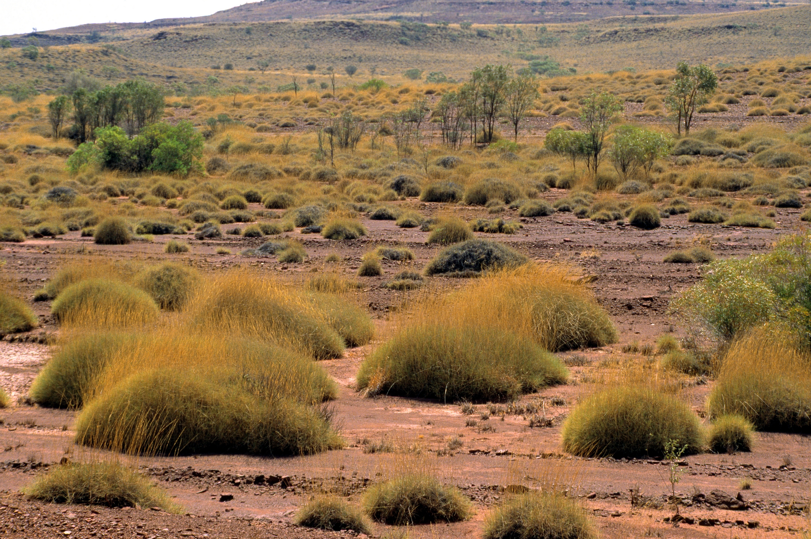 Spinifex country near Barrow Creek, Northern Territory.